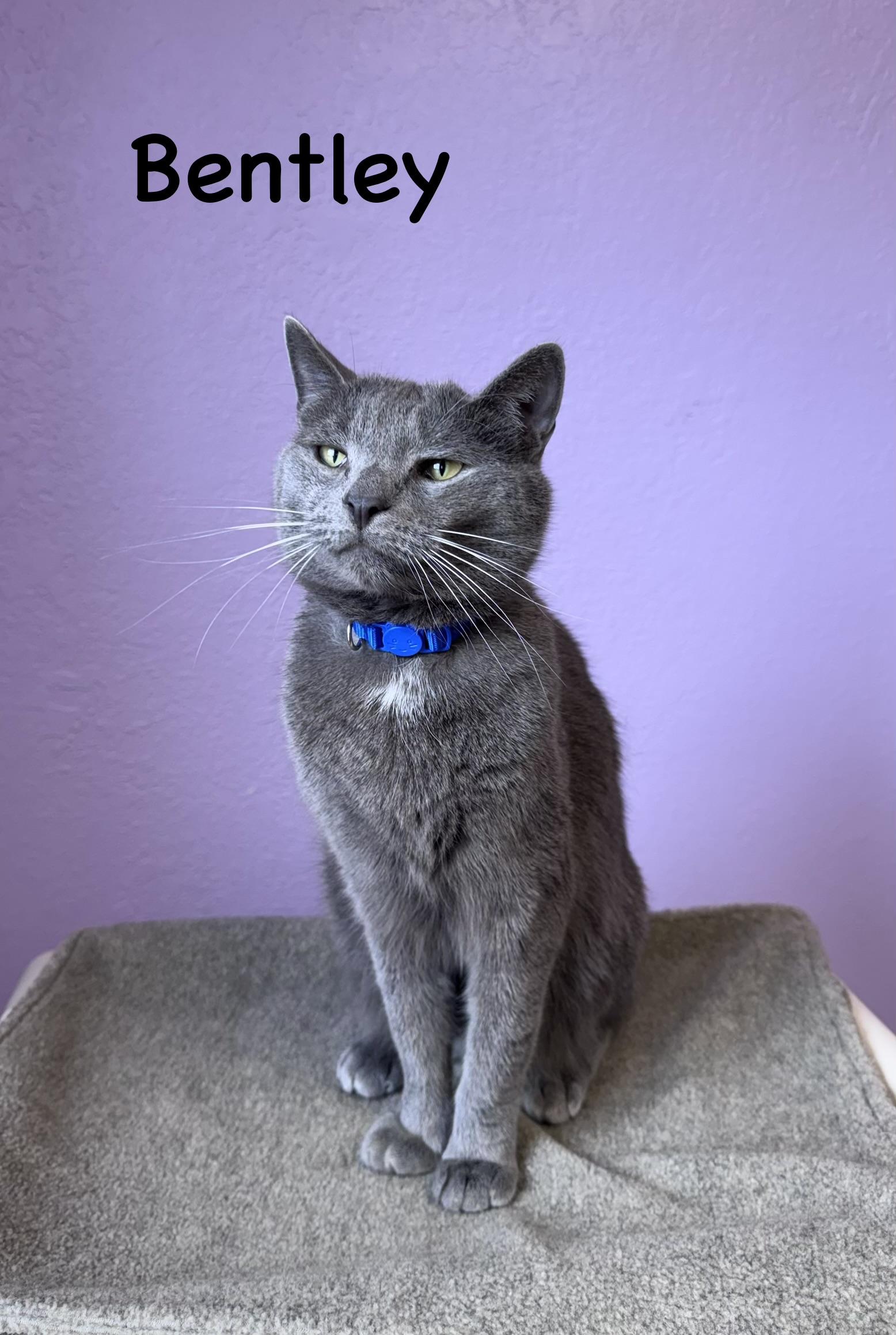 Enlarge Bentley & Bentley Brother/Sister Pair , a ADOPTABLE Domestic Short Hair in Monroe, NC image 2/5