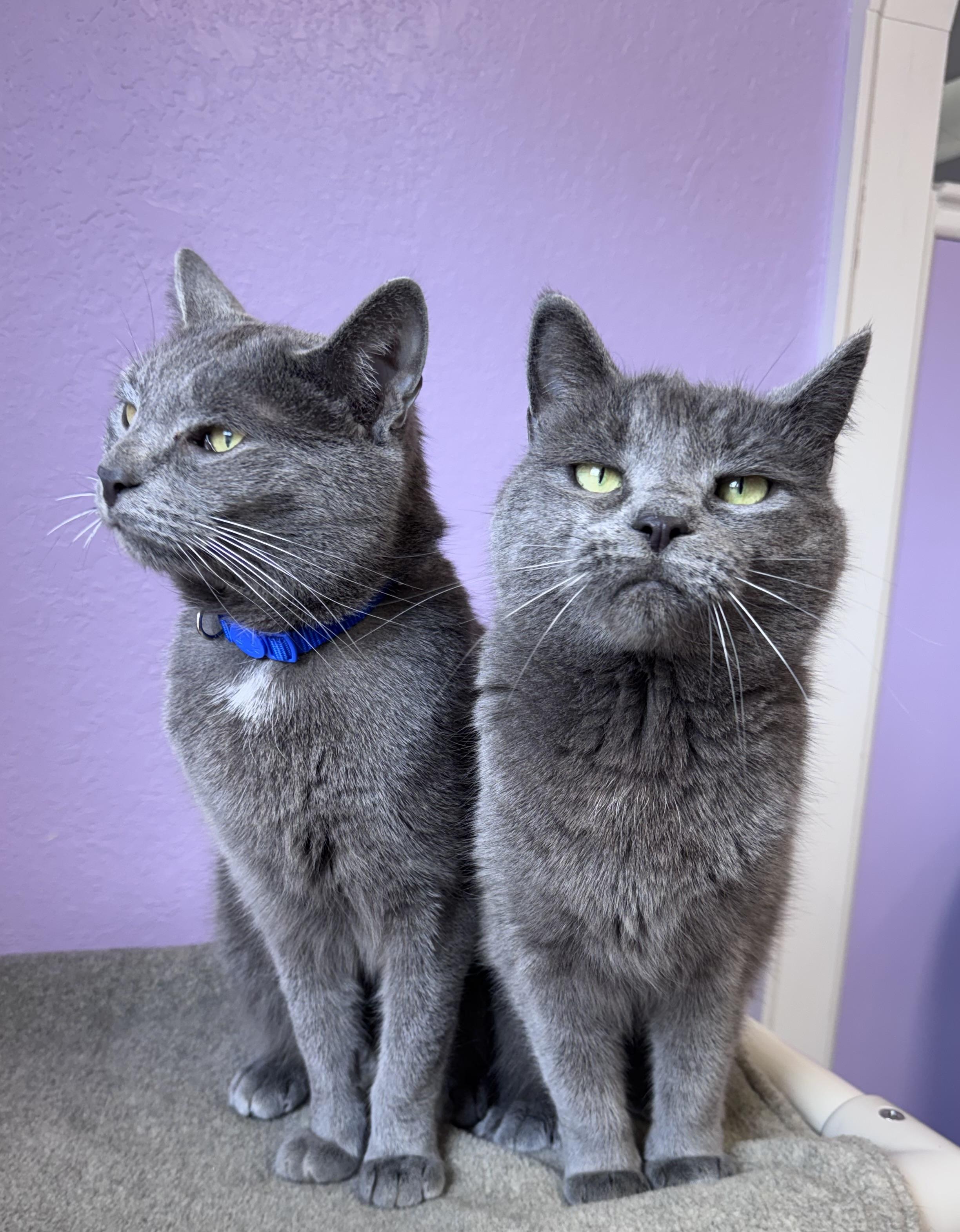 Bentley & Bentley Brother/Sister Pair , ADOPTABLE, Adult Female Domestic Short Hair.