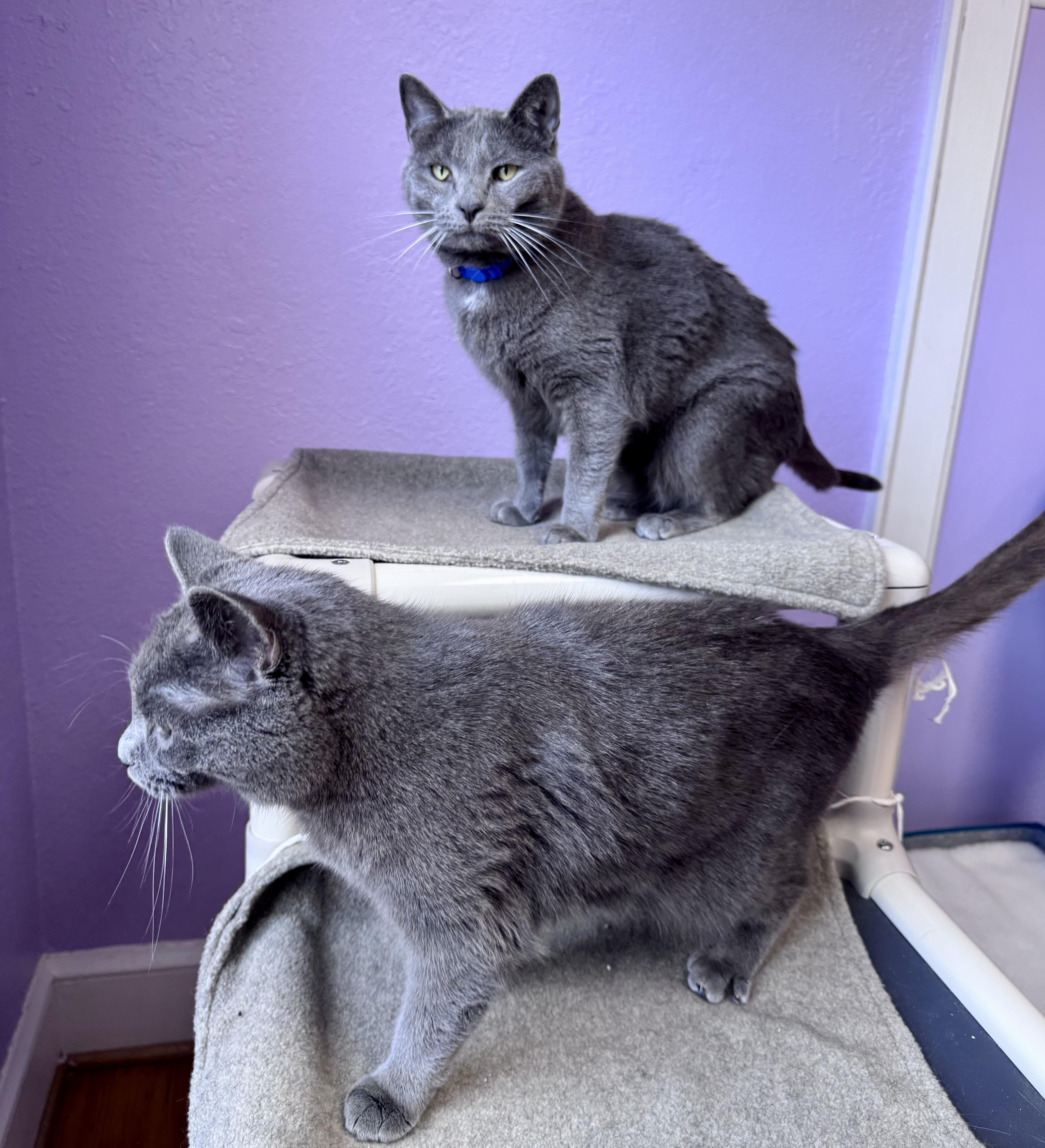 Enlarge Bentley & Bentley Brother/Sister Pair , a ADOPTABLE Domestic Short Hair in Monroe, NC image 5/5
