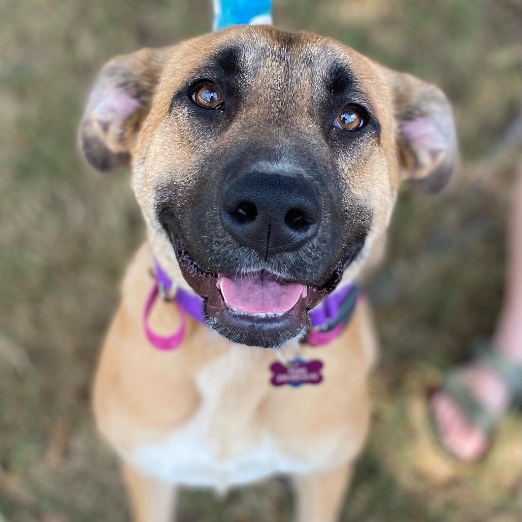 Hedy, Adoptable, Young Female Shepherd.