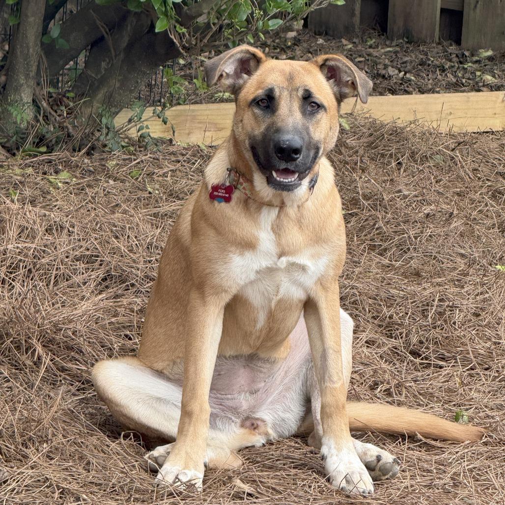 Enlarge Hedy, a Adoptable Shepherd in Bessemer, AL image 2/6