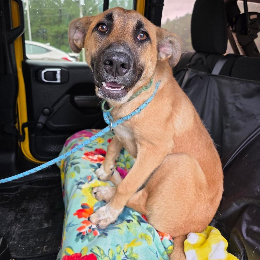 Enlarge Hedy, a Adoptable Shepherd in Bessemer, AL image 3/6
