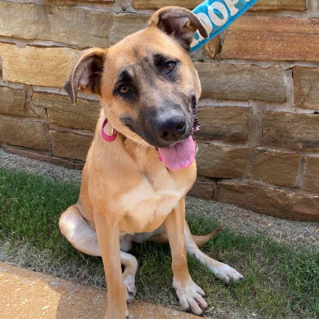 Enlarge Hedy, a Adoptable Shepherd in Bessemer, AL image 4/6