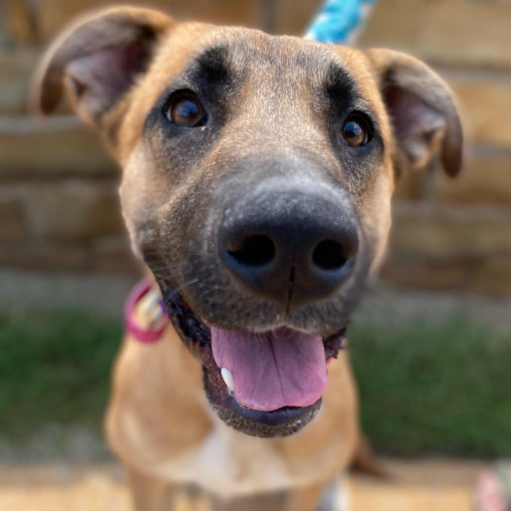 Hedy, a Adoptable Shepherd in Bessemer, AL image 5/6