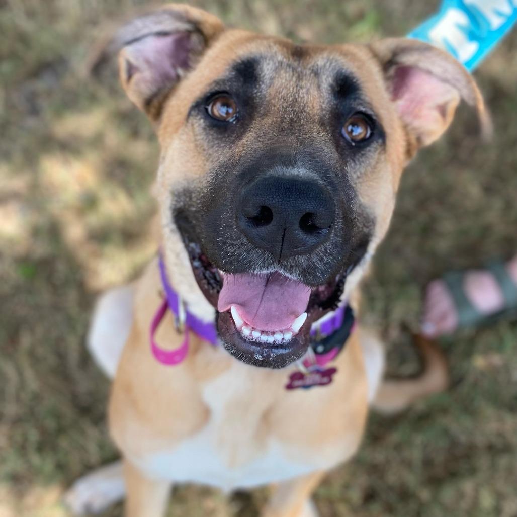 Enlarge Hedy, a Adoptable Shepherd in Bessemer, AL image 5/6
