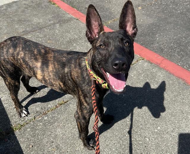 MOUSE, Adoptable, Young Male German Shepherd Dog & Mixed Breed.