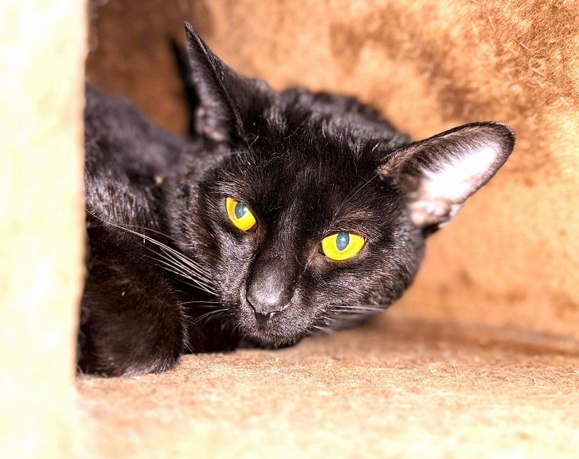 MOLASSES, ADOPTABLE, Young Male Domestic Short Hair.