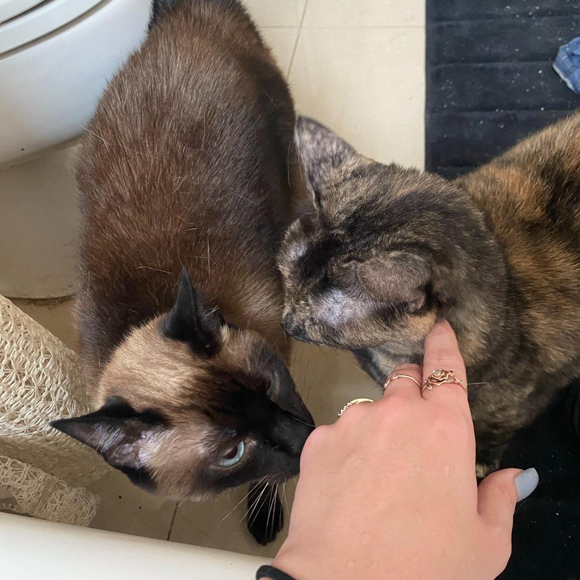 Enlarge Harlee and Marlee, a Adoptable mixed breed in Miami, FL image 2/6