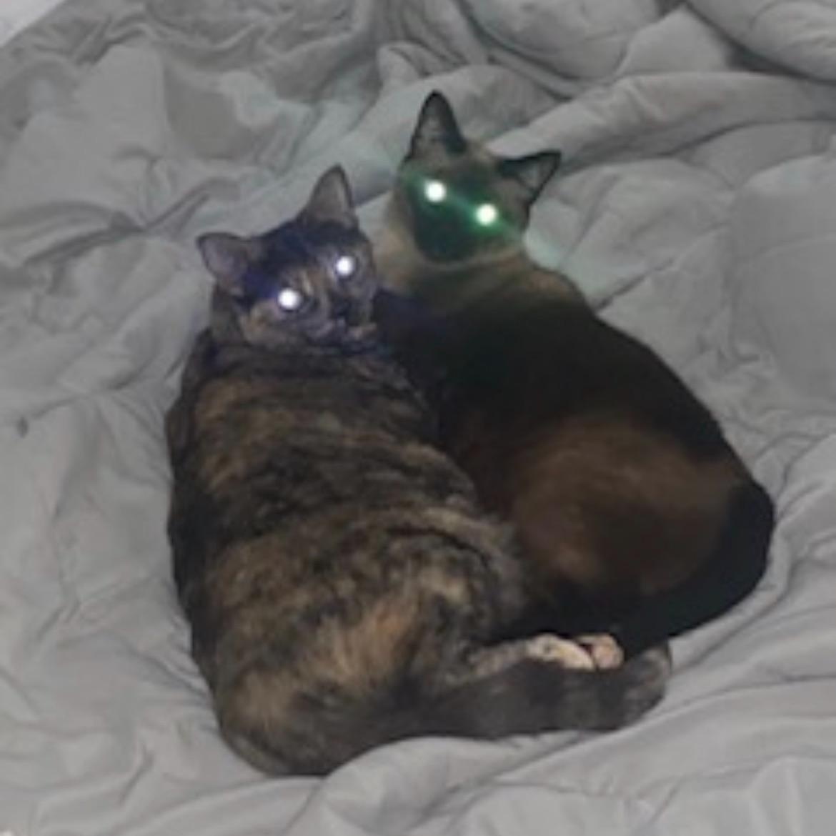 Enlarge Harlee and Marlee, a Adoptable mixed breed in Miami, FL image 4/6