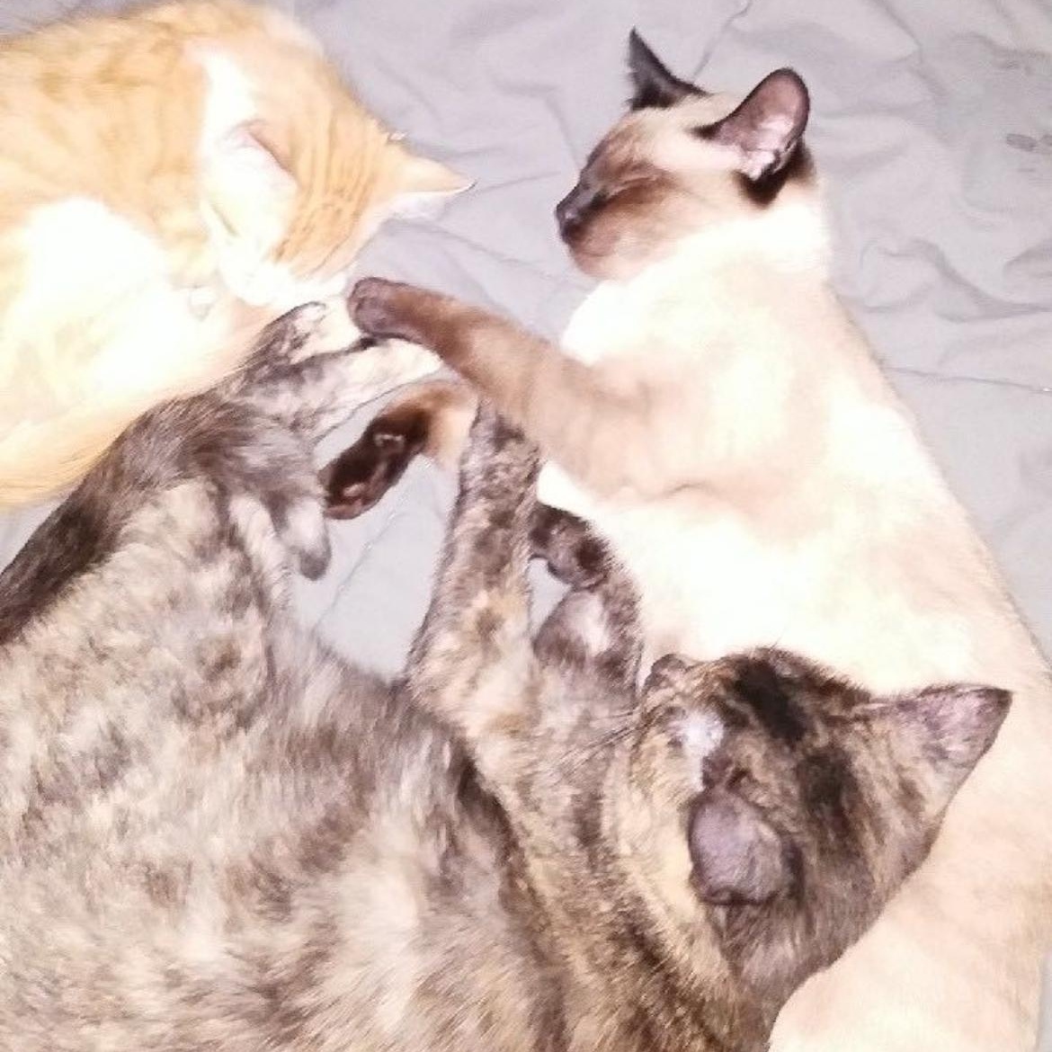 Enlarge Harlee and Marlee, a Adoptable mixed breed in Miami, FL image 3/6