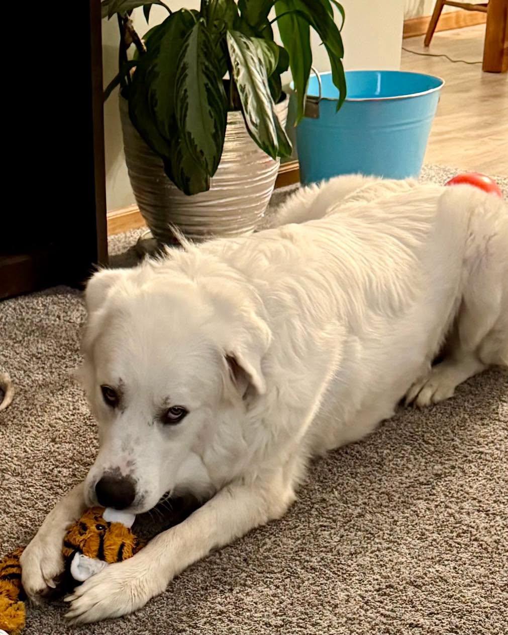 Enlarge Cash, an adoptable Great Pyrenees in Lincoln, NE image 4/4