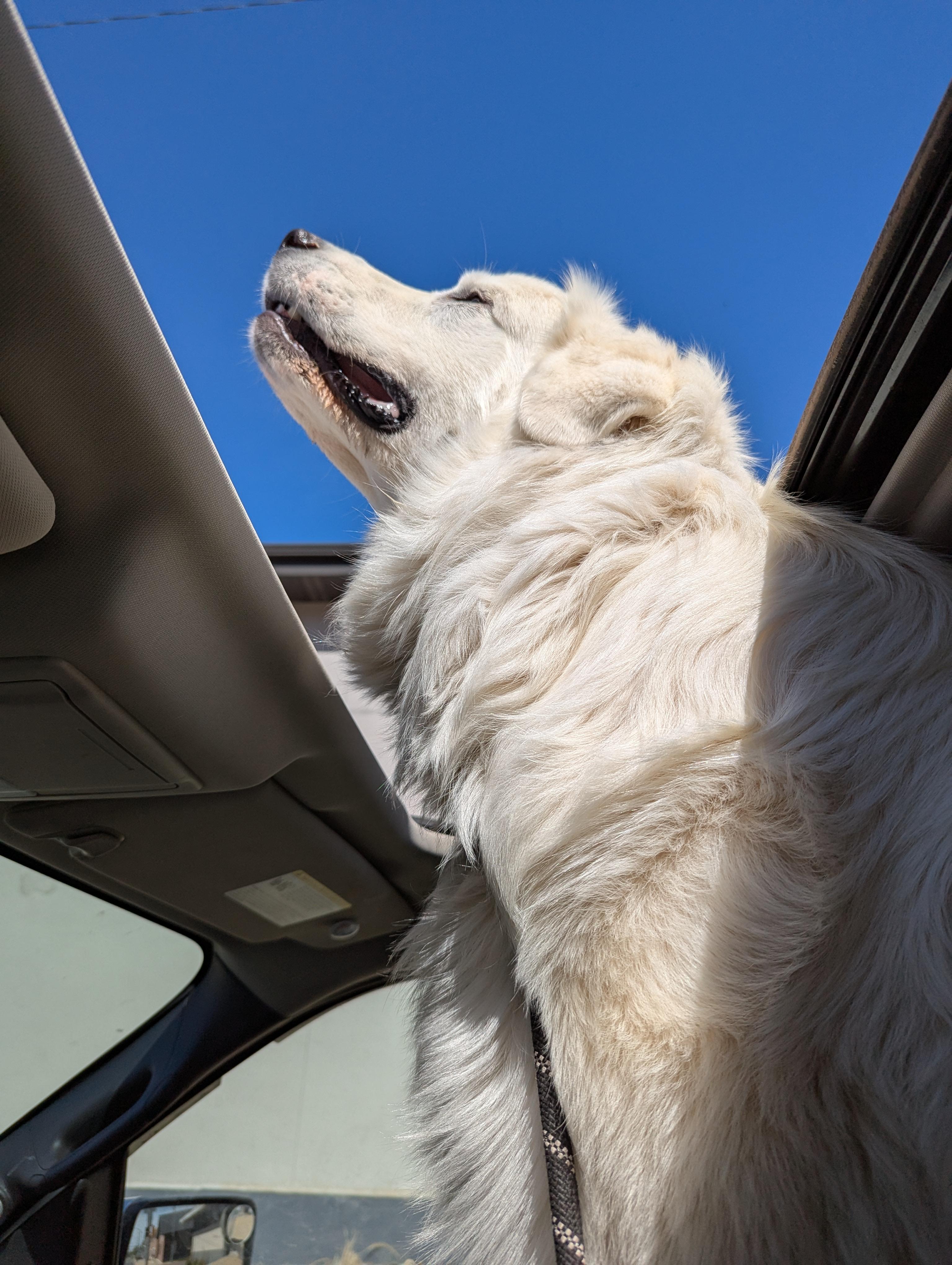 Enlarge Cash, an adoptable Great Pyrenees in Lincoln, NE image 2/4