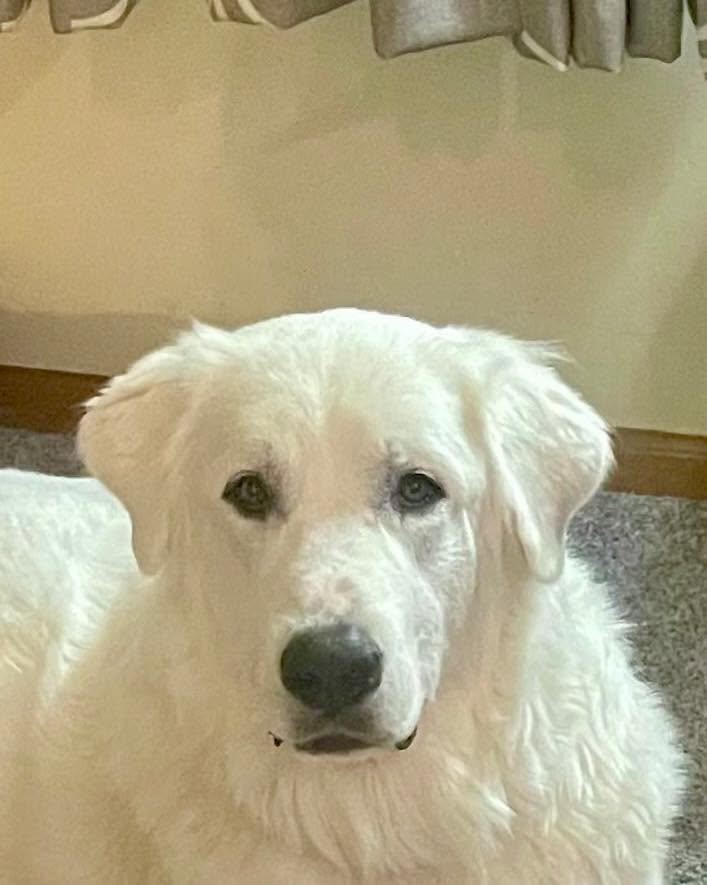 Cash, adoptable, Young Male Great Pyrenees.