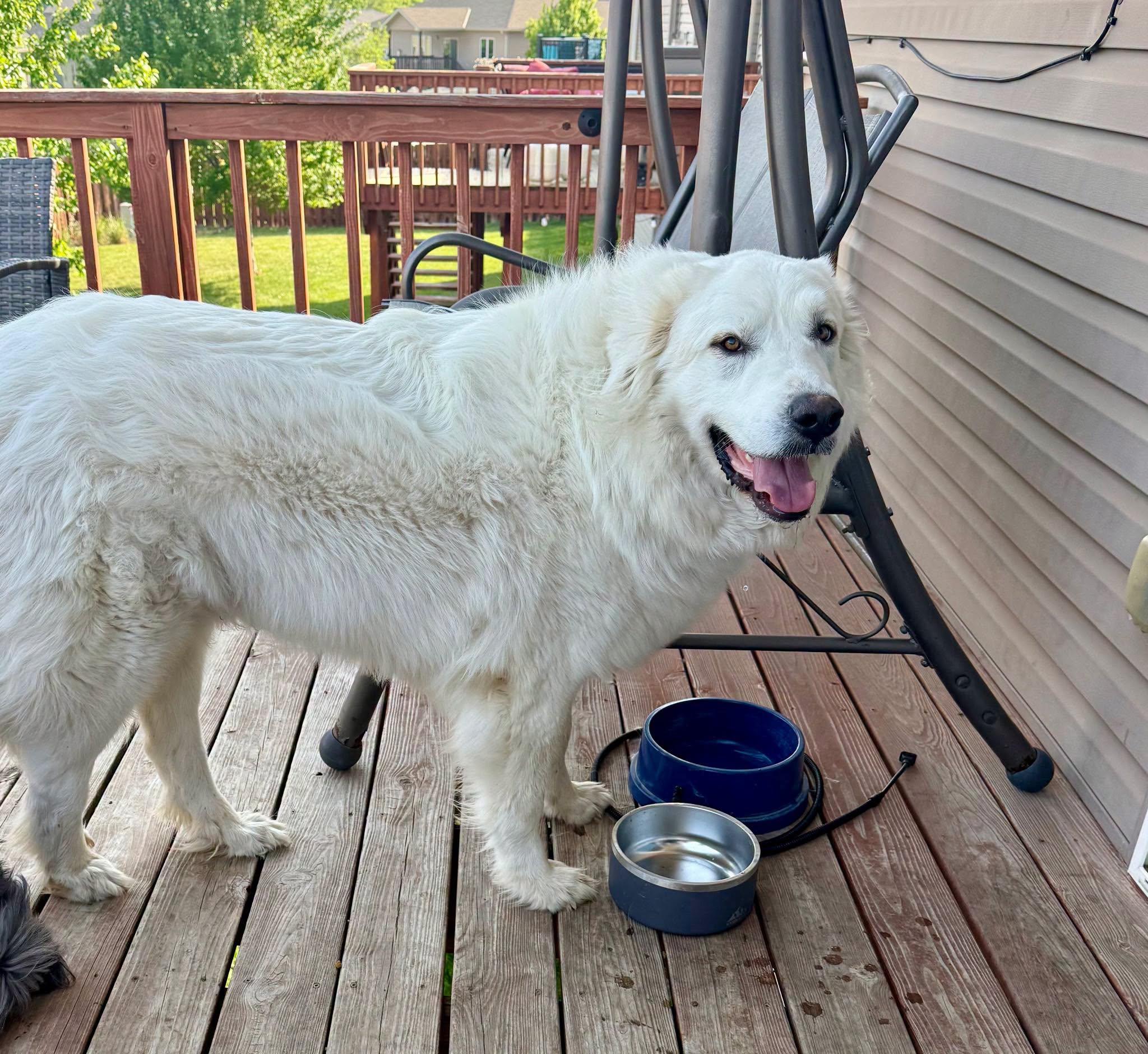Enlarge Cash, an adoptable Great Pyrenees in Lincoln, NE image 3/4