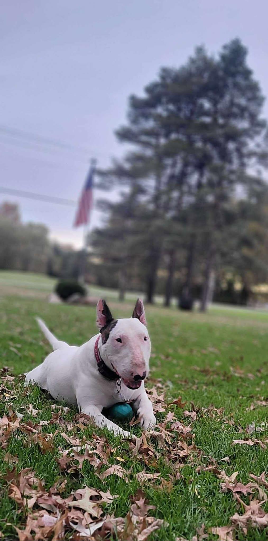 25-024 Archie, Adoptable, Adult Male Bull Terrier.
