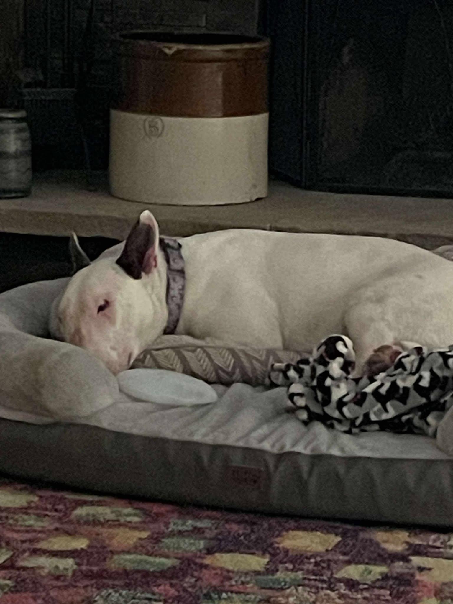 Enlarge 25-024 Archie, a Adoptable Bull Terrier in Lagrange, OH image 2/6