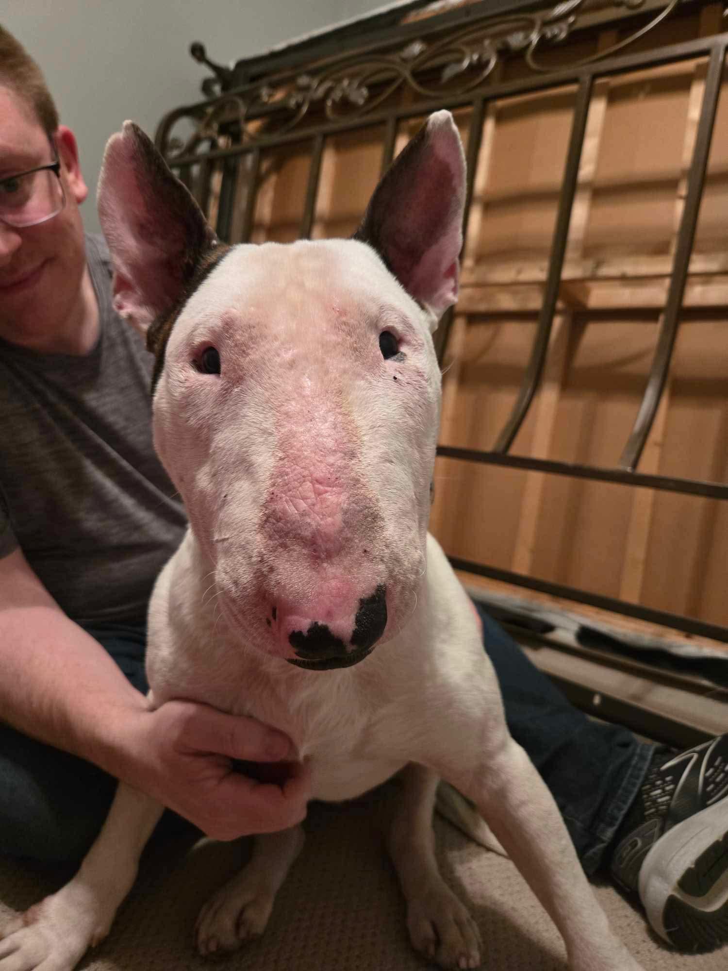 Enlarge 25-024 Archie, a Adoptable Bull Terrier in Lagrange, OH image 3/6