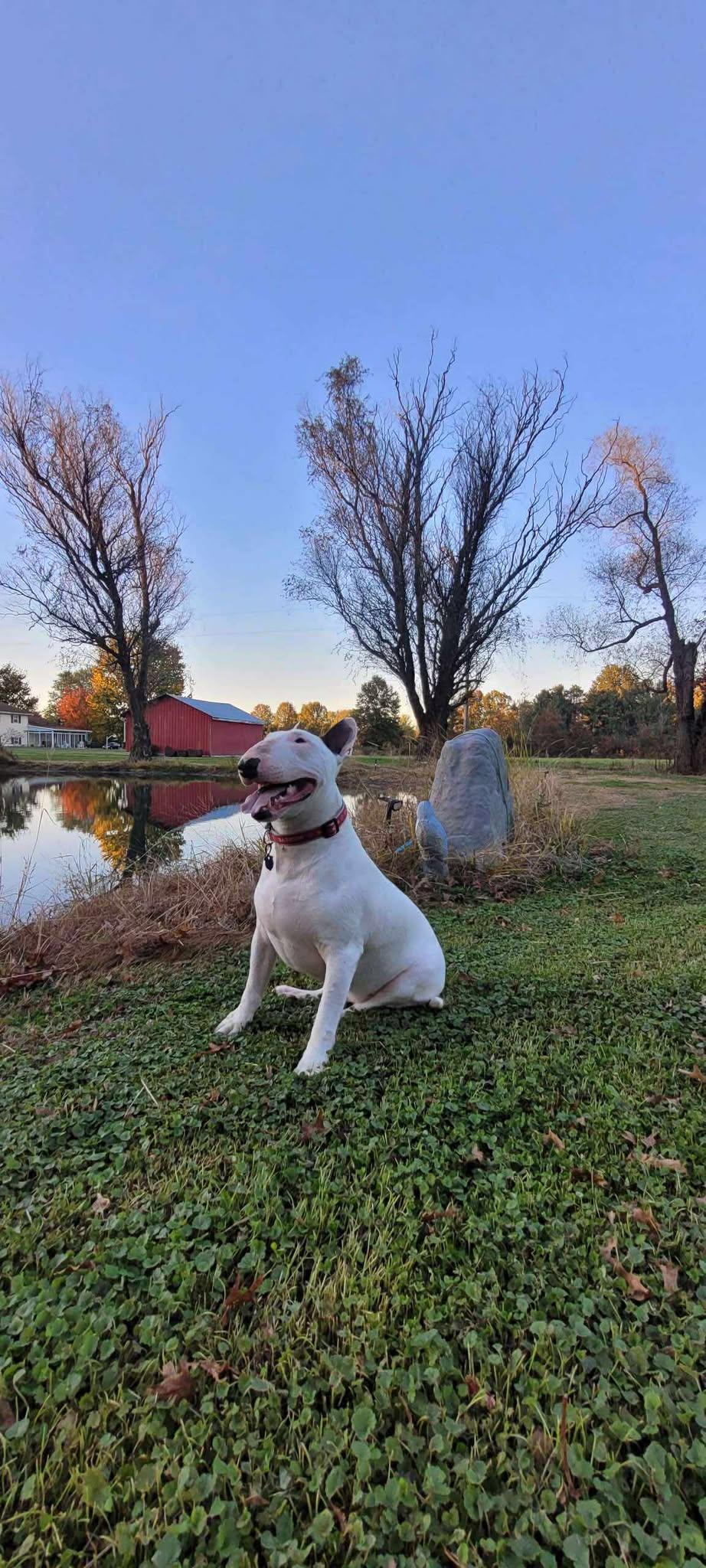 Enlarge 25-024 Archie, a Adoptable Bull Terrier in Lagrange, OH image 4/6