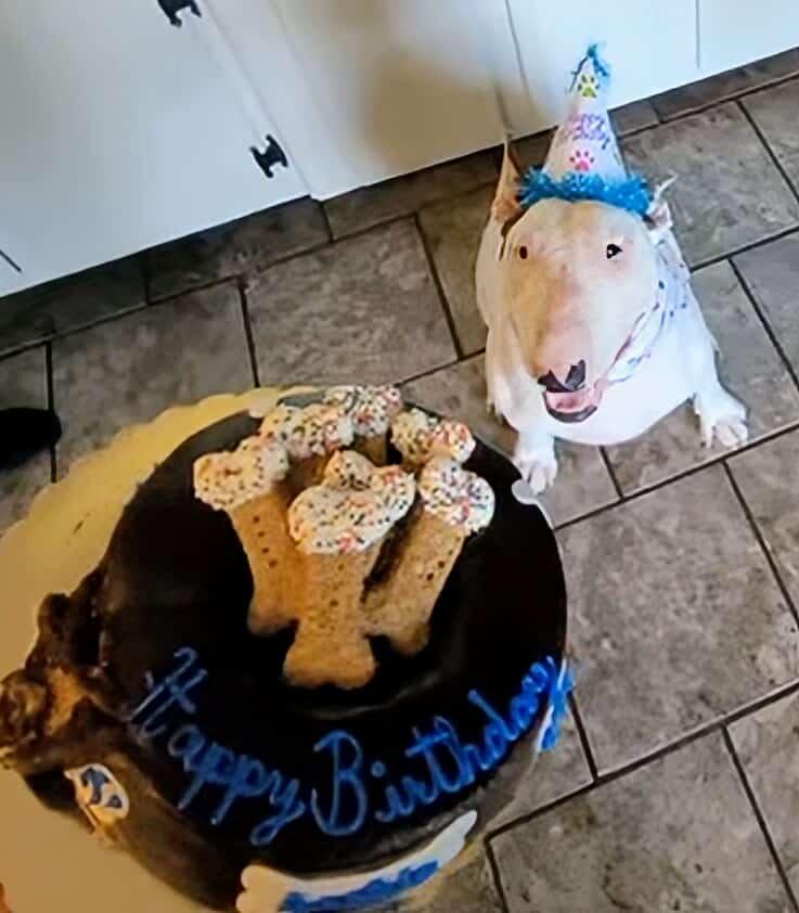 Enlarge 25-024 Archie, a Adoptable Bull Terrier in Lagrange, OH image 5/6