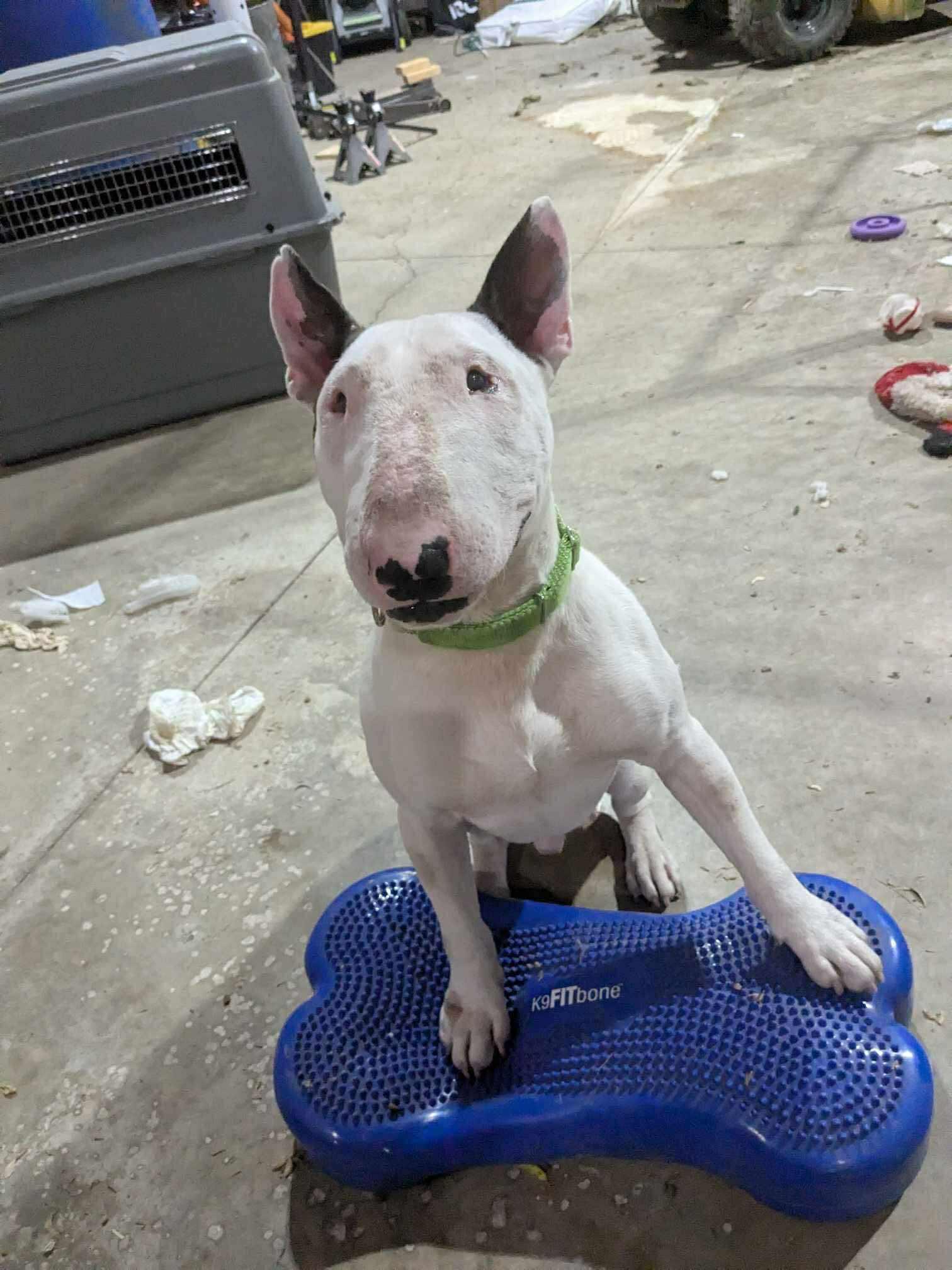 Enlarge 25-024 Archie, a Adoptable Bull Terrier in Lagrange, OH image 6/6