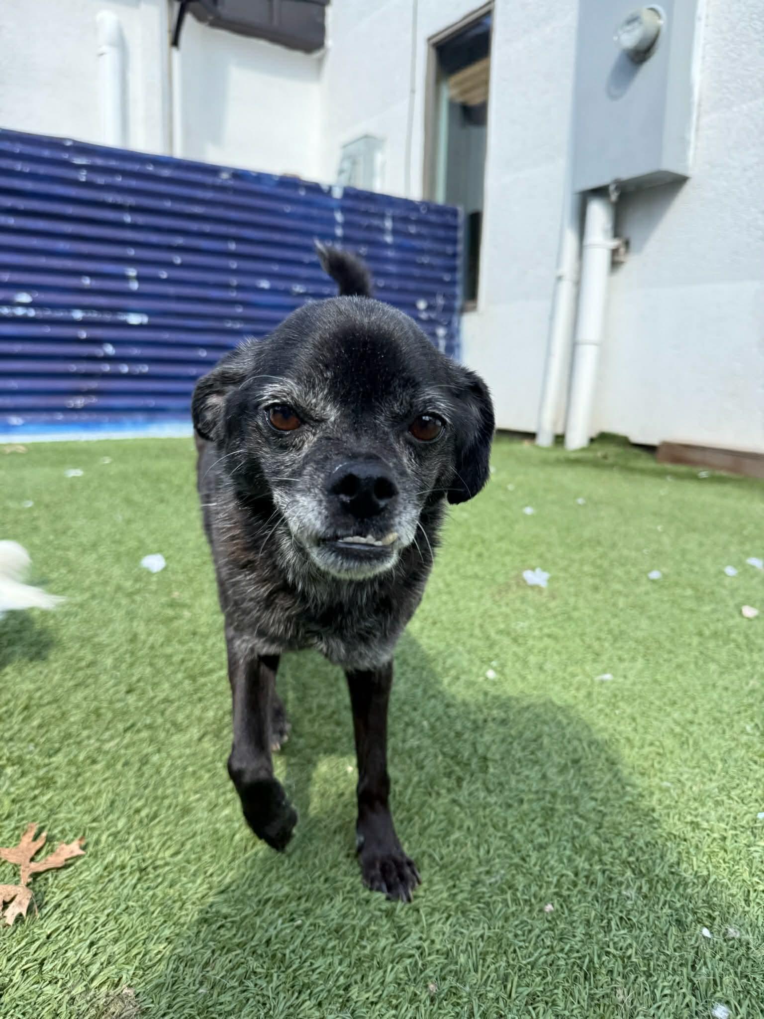 Enlarge Peanut, a ADOPTABLE mixed breed in Groton, CT image 3/3