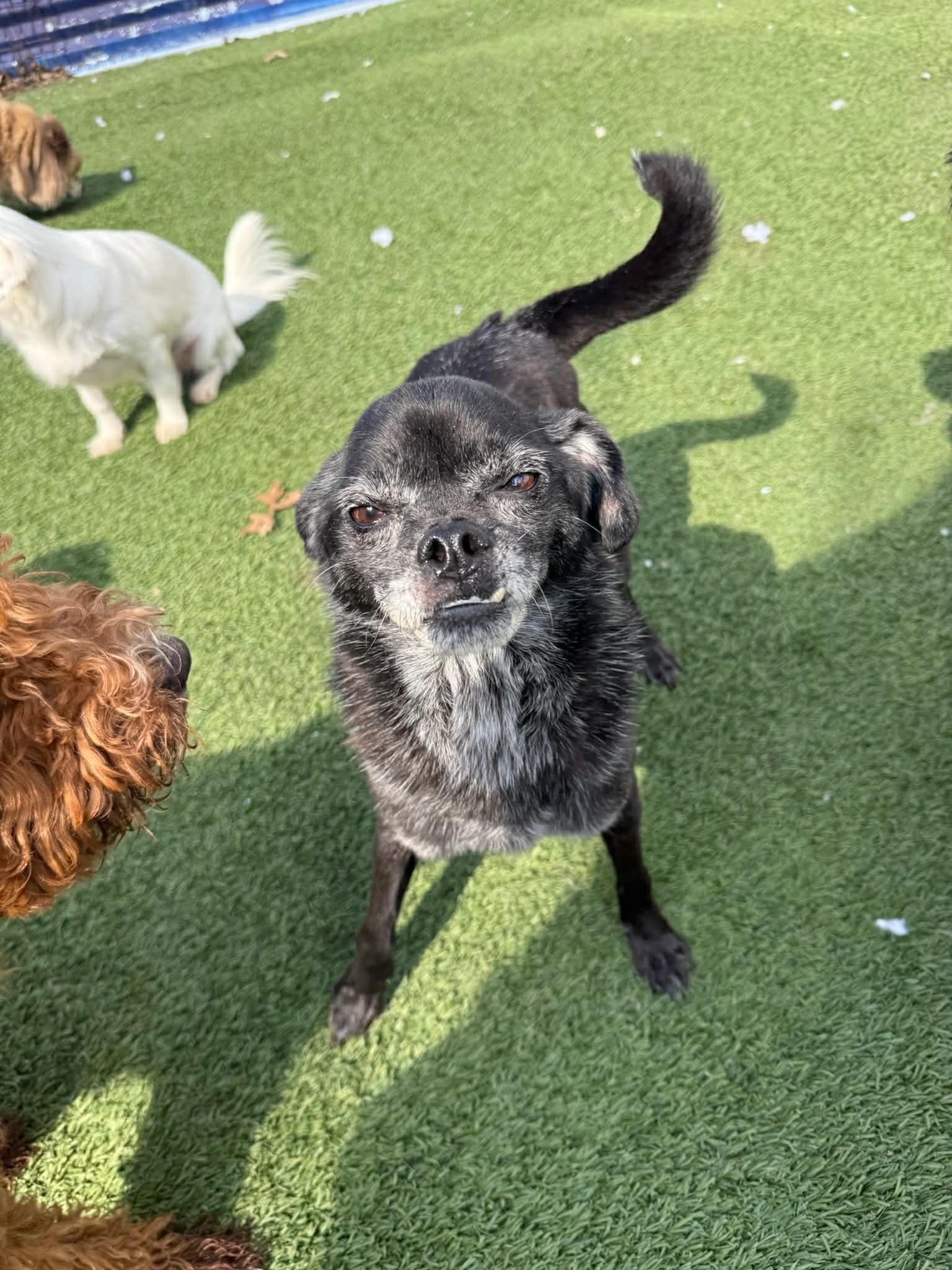 Enlarge Peanut, a ADOPTABLE mixed breed in Groton, CT image 2/3