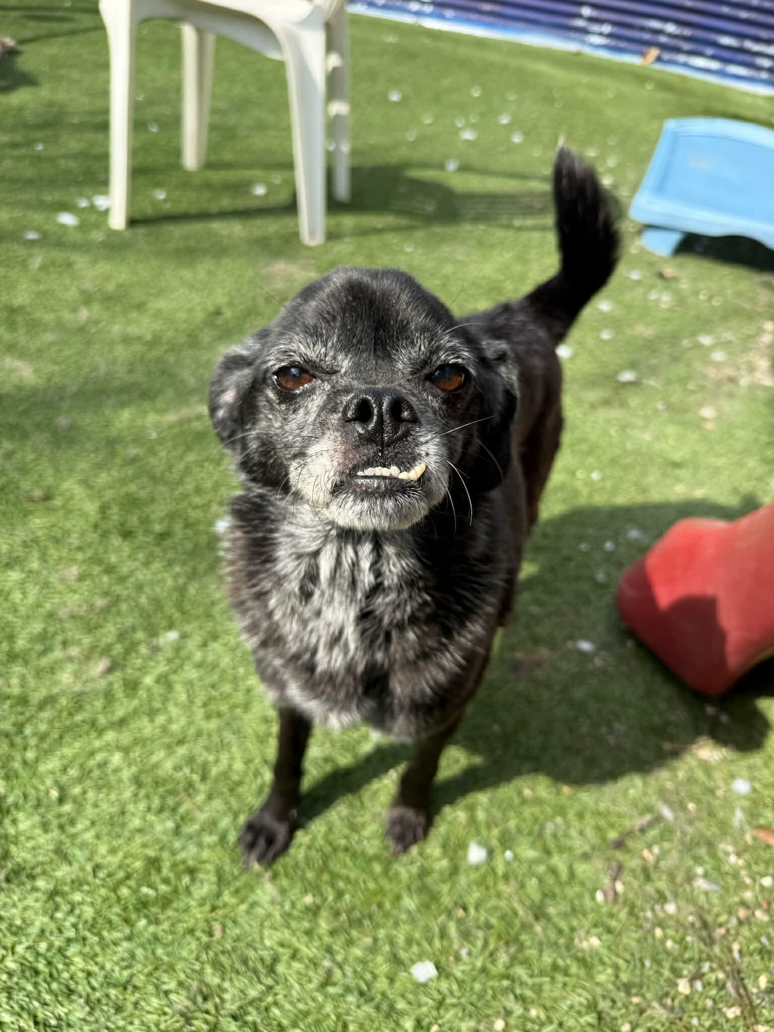 Peanut, ADOPTABLE, Senior Female Pug & Chihuahua.