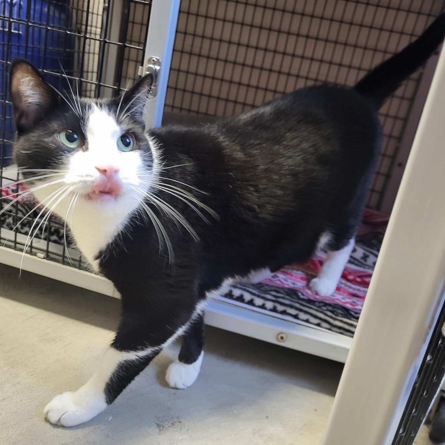Oreo, Adoptable, Adult Male Domestic Short Hair.