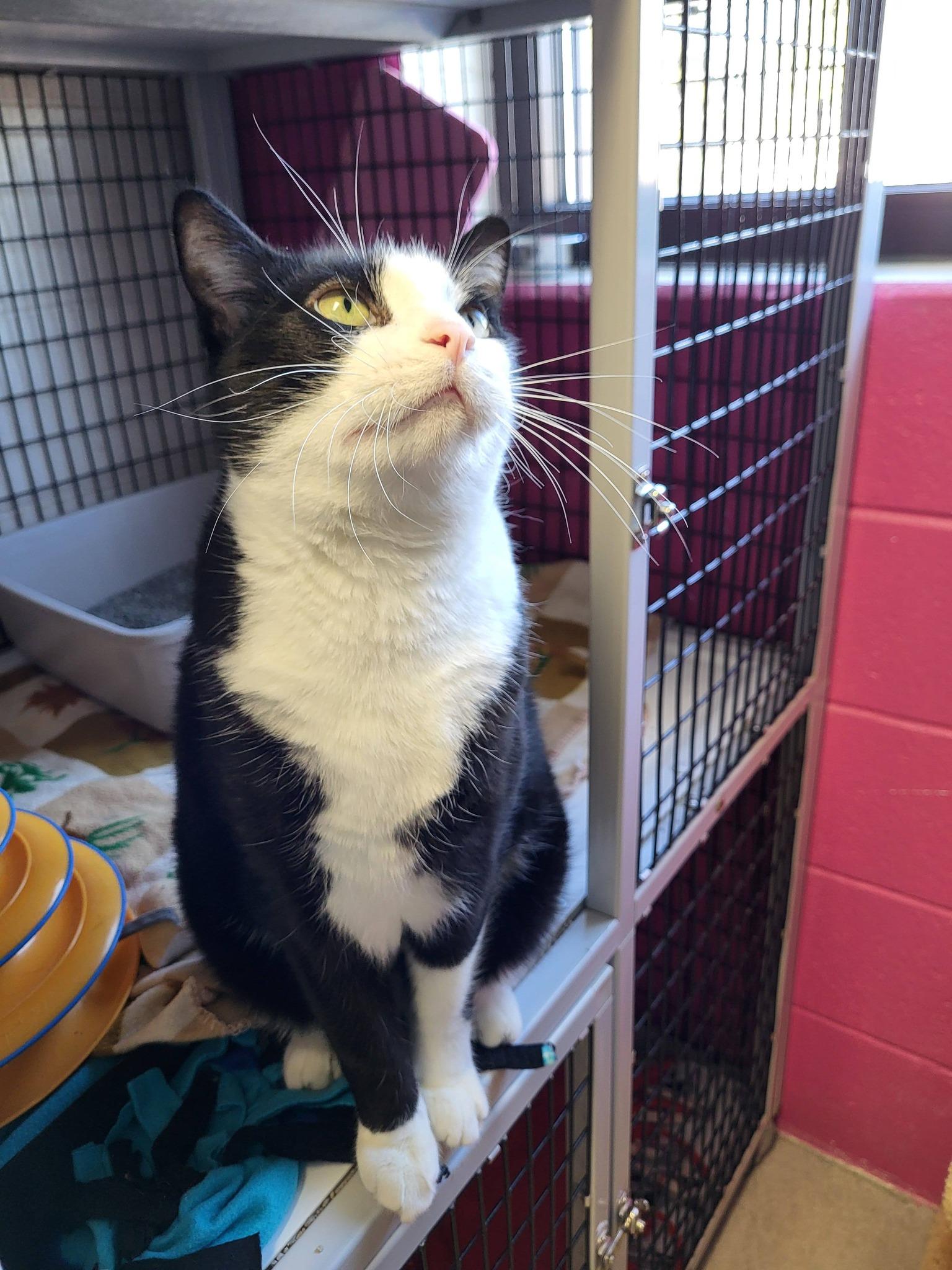 Enlarge Oreo, a Adoptable Domestic Short Hair in Chilton, WI image 4/5