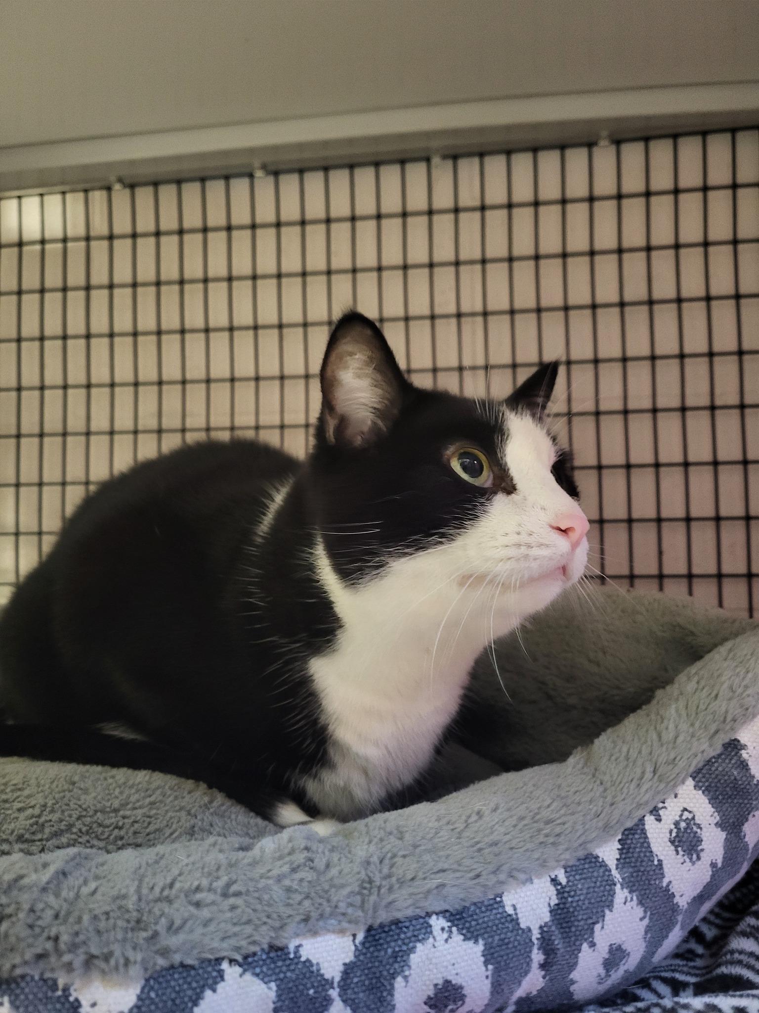 Oreo, a Adoptable Domestic Short Hair in Chilton, WI image 5/5