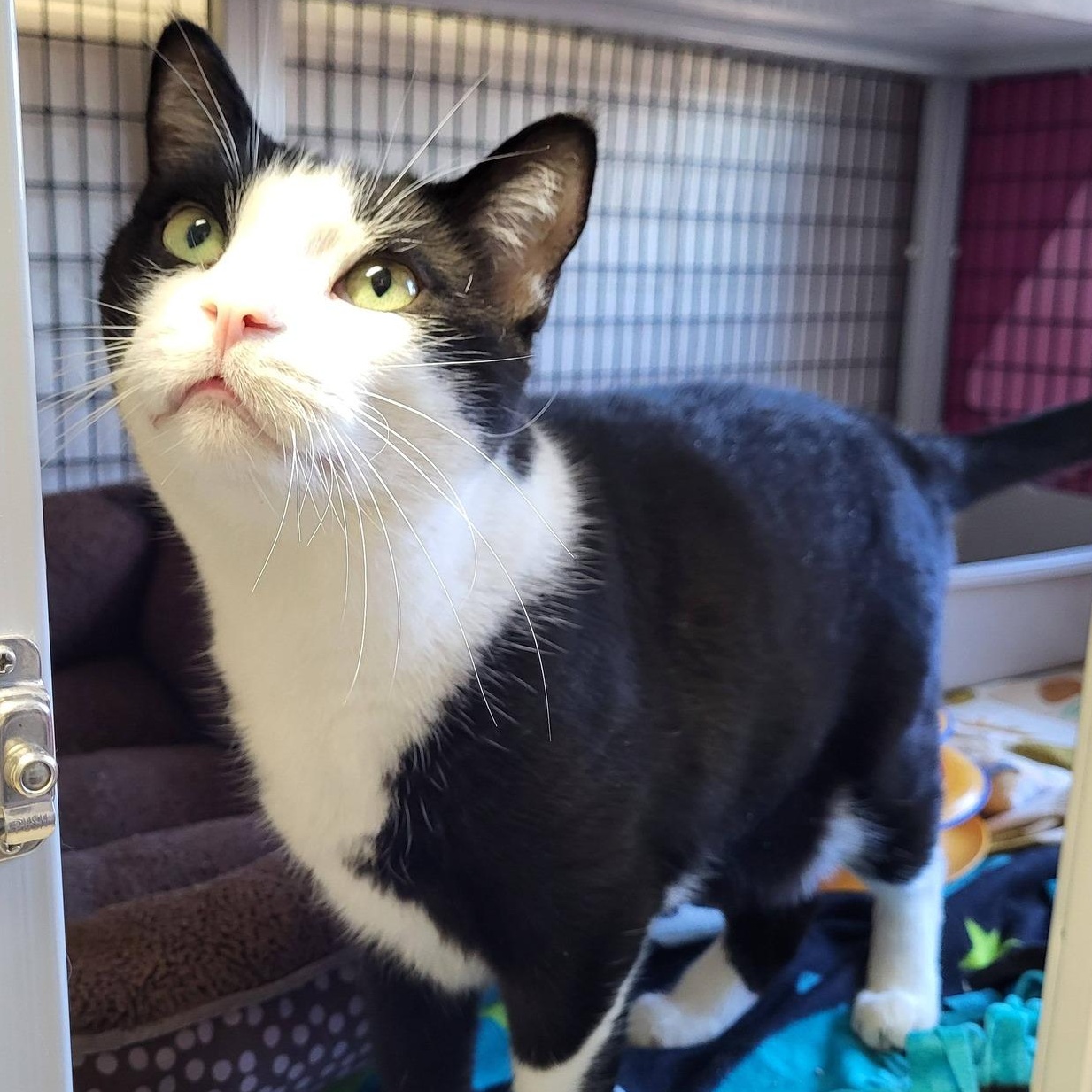 Enlarge Oreo, a Adoptable Domestic Short Hair in Chilton, WI image 1/5
