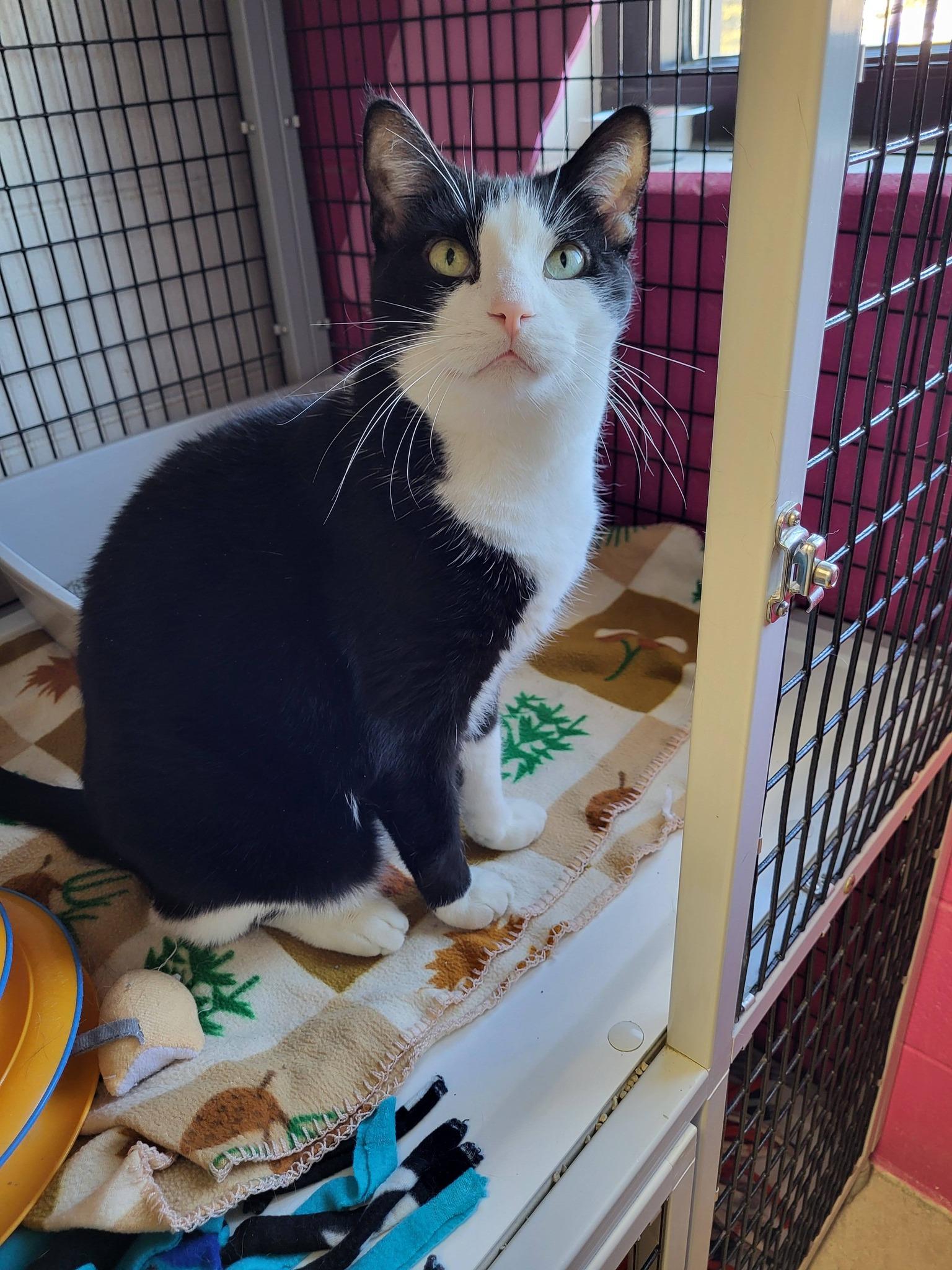 Enlarge Oreo, a Adoptable Domestic Short Hair in Chilton, WI image 3/5