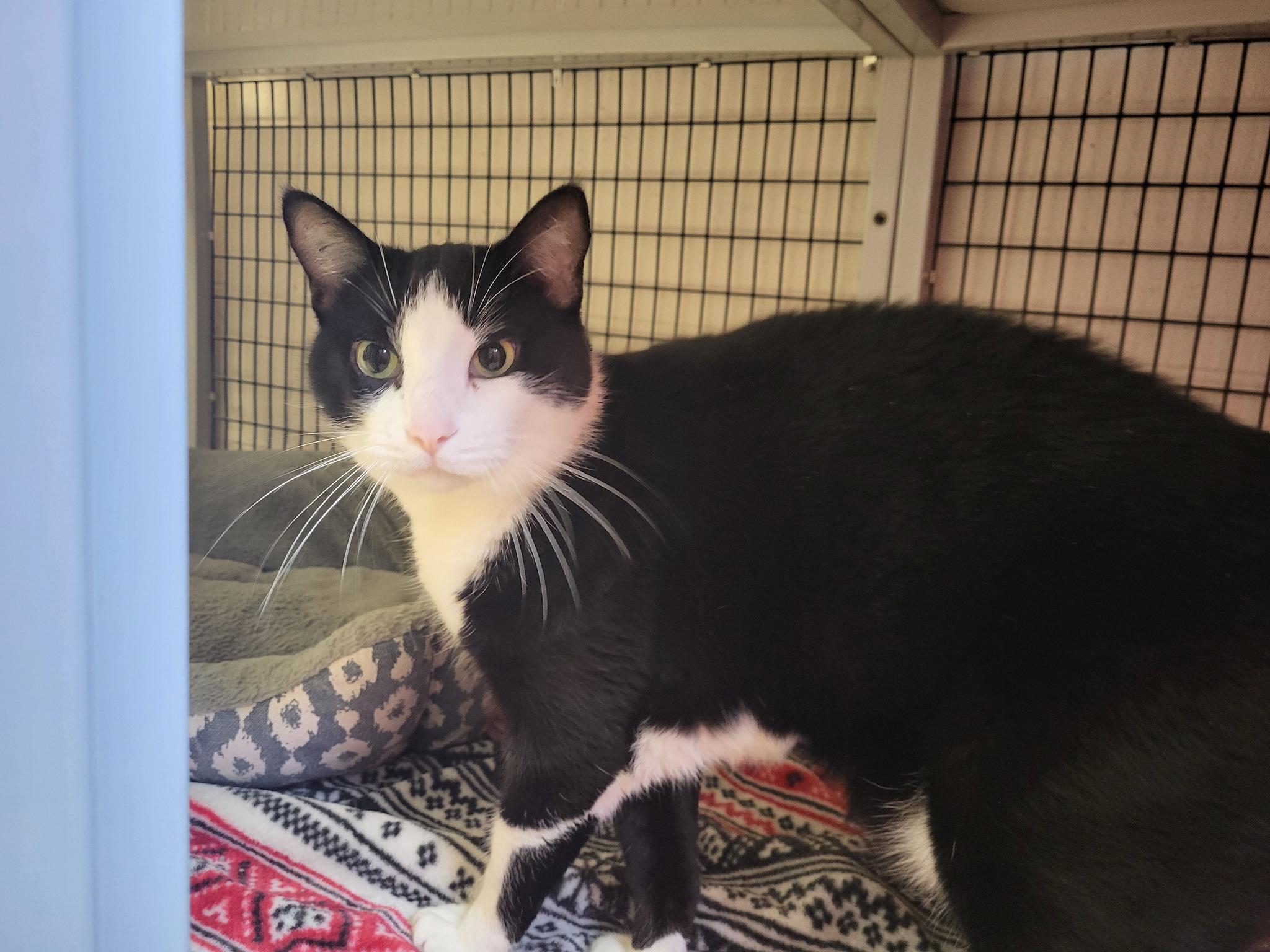 Oreo, a Adoptable Domestic Short Hair in Chilton, WI image 4/5