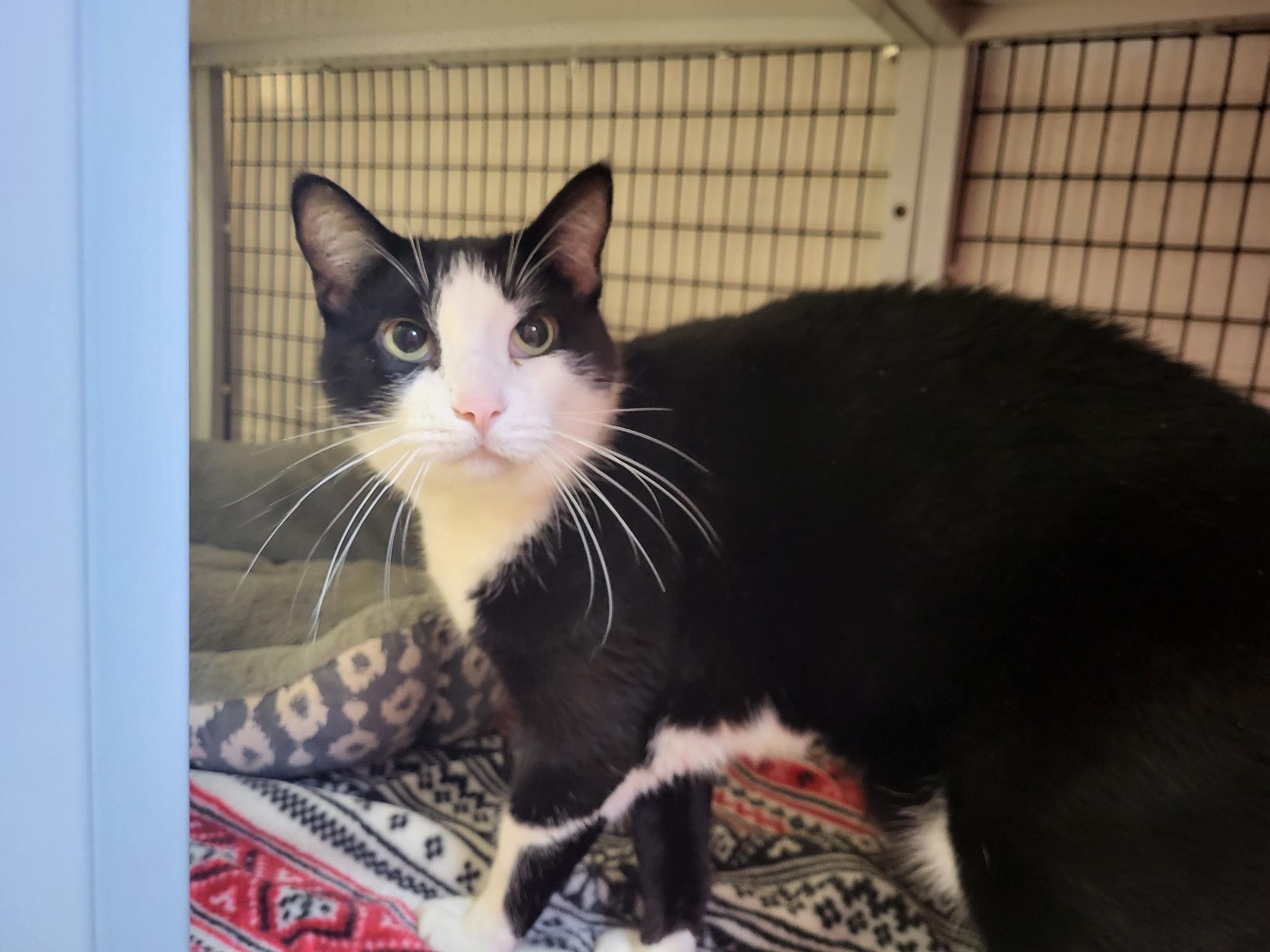 Oreo, a Adoptable Domestic Short Hair in Chilton, WI image 3/5