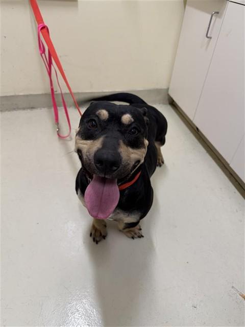 Enlarge NEMO, a Adoptable mixed breed in Fremont, CA image 1/1