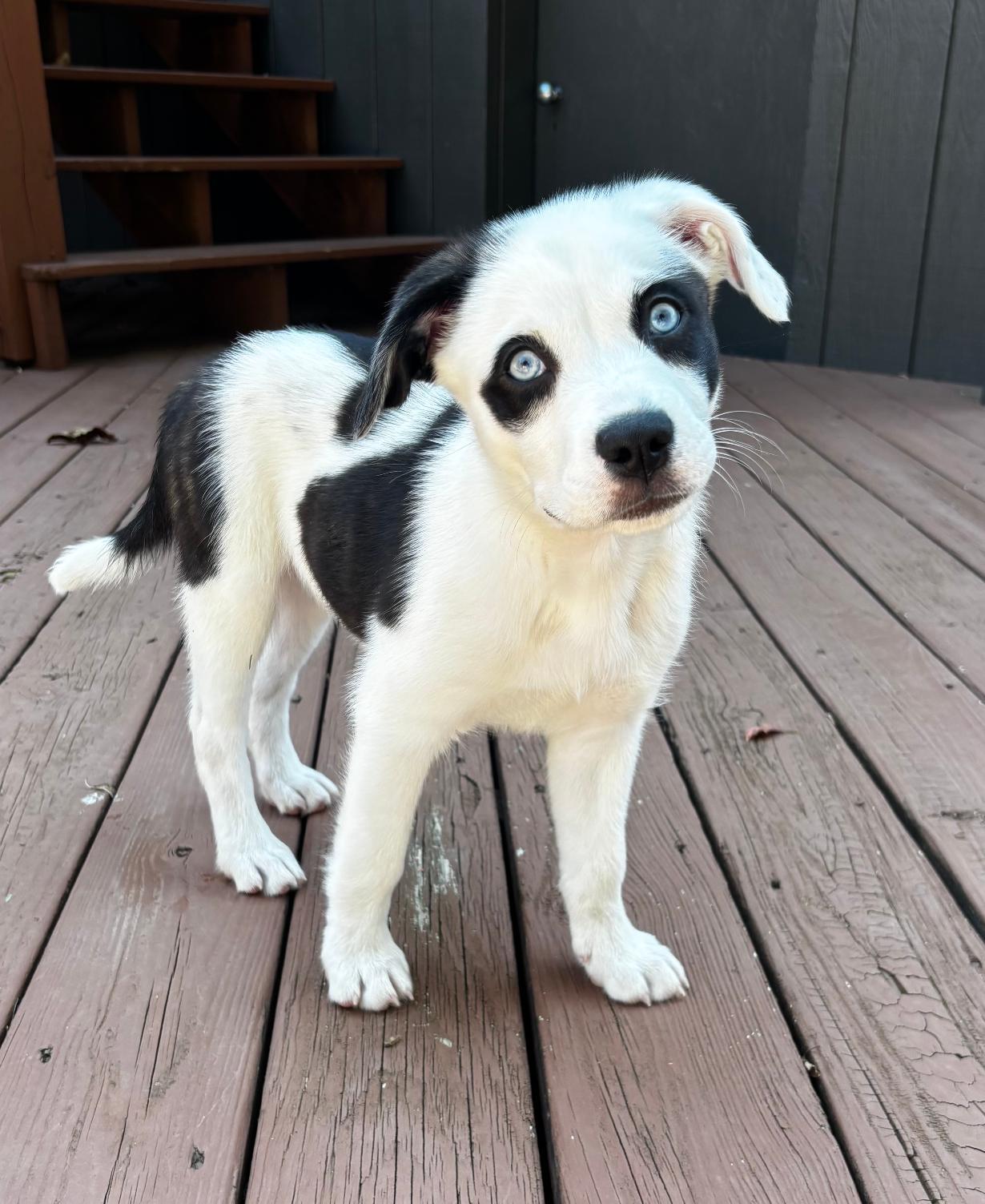 Junie, a Adoptable mixed breed in Winston-Salem, NC image 1/6