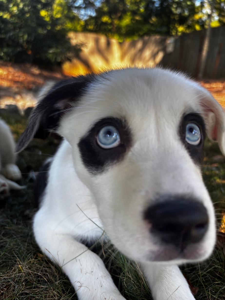 Junie, a Adoptable mixed breed in Winston-Salem, NC image 4/6
