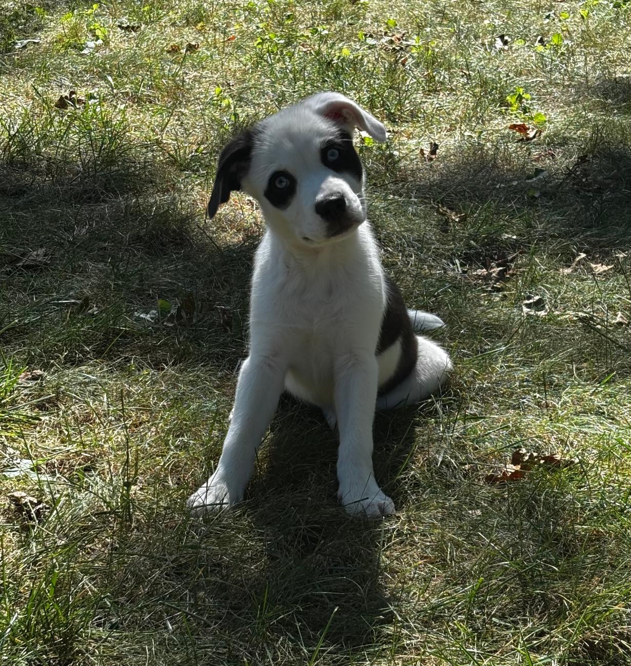 Junie, a Adoptable mixed breed in Winston-Salem, NC image 3/6