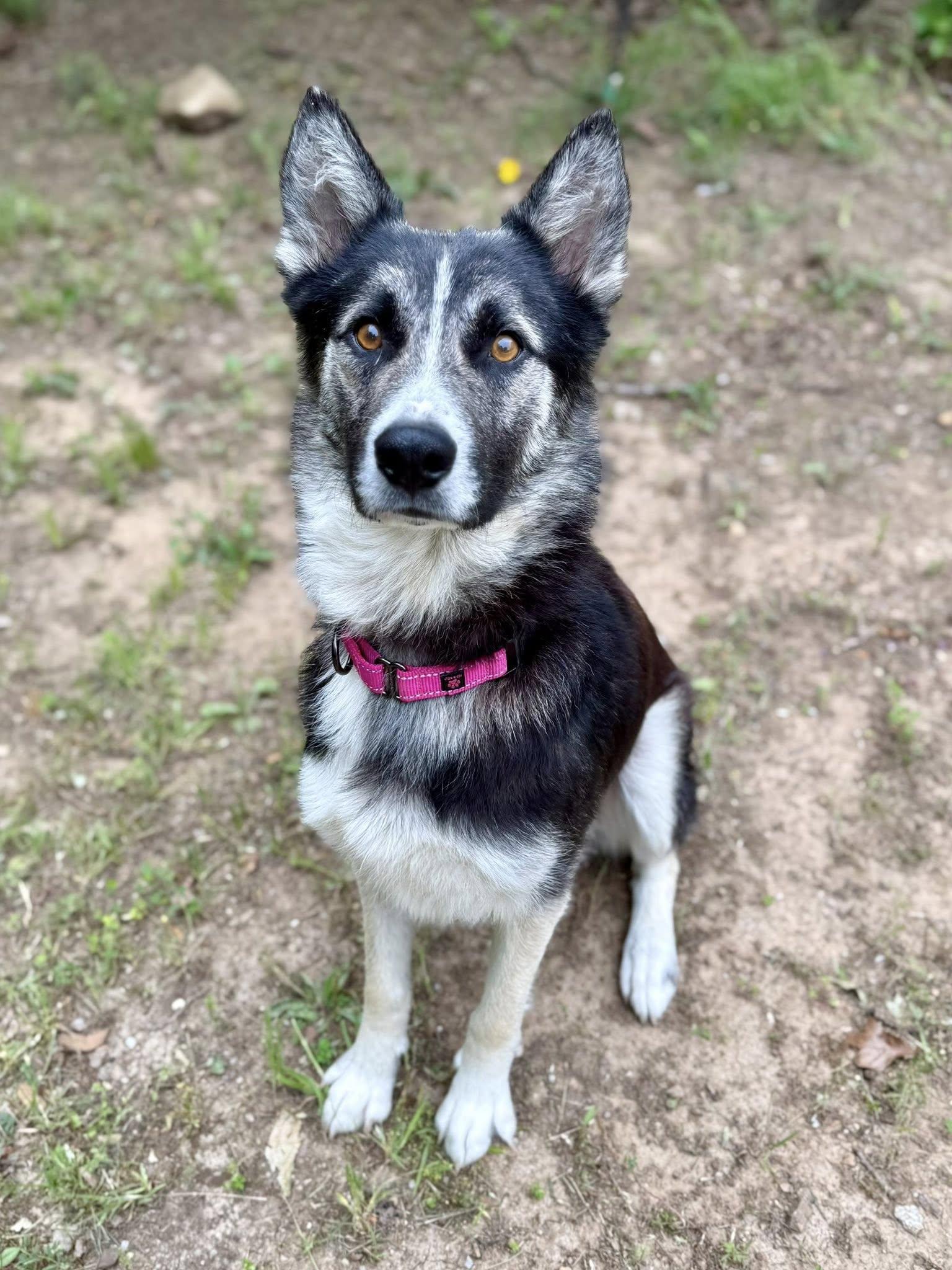 Crickette , a ADOPTABLE mixed breed in Kiowa, OK image 1/6