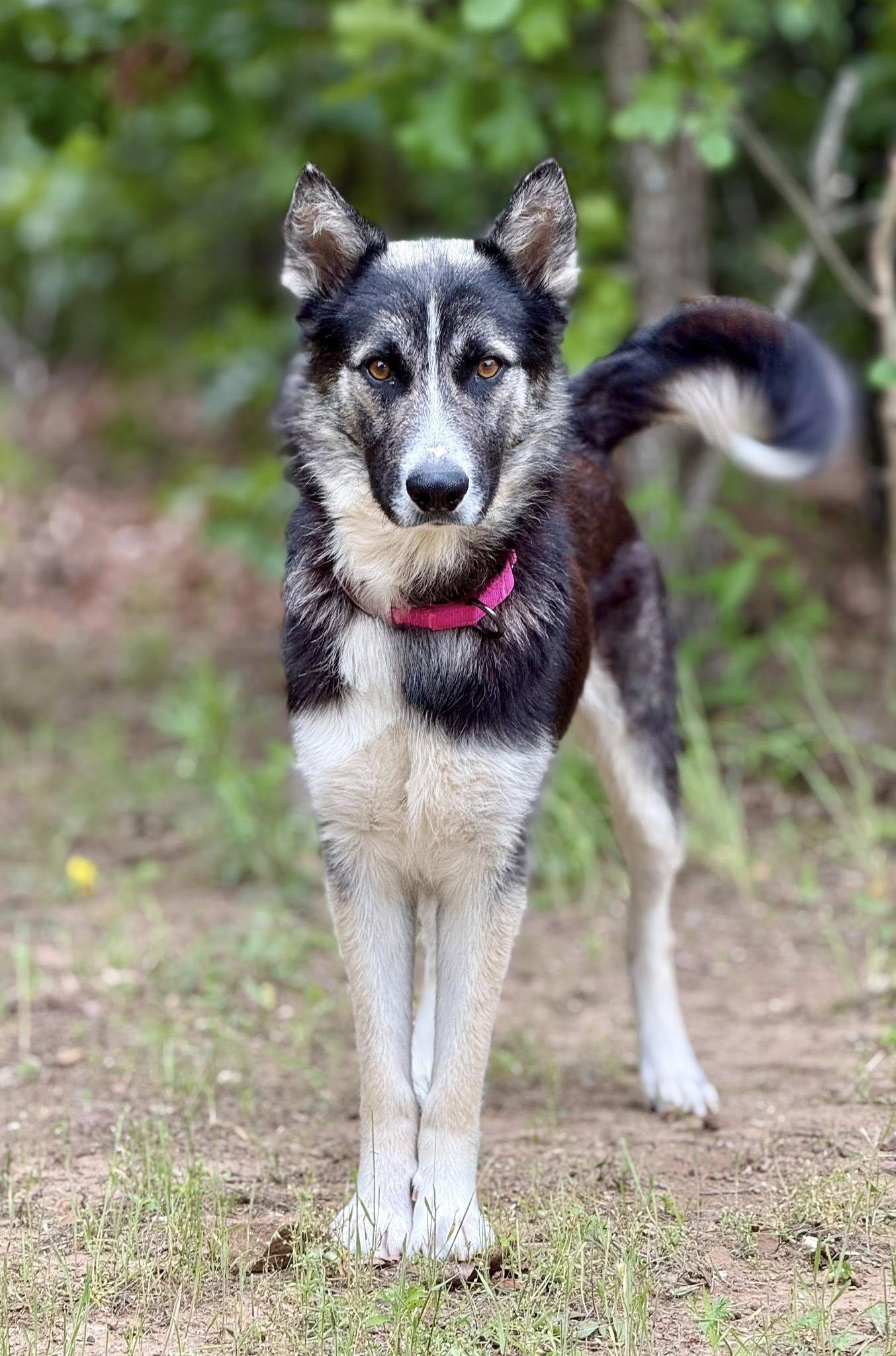Crickette , a ADOPTABLE mixed breed in Kiowa, OK image 3/6