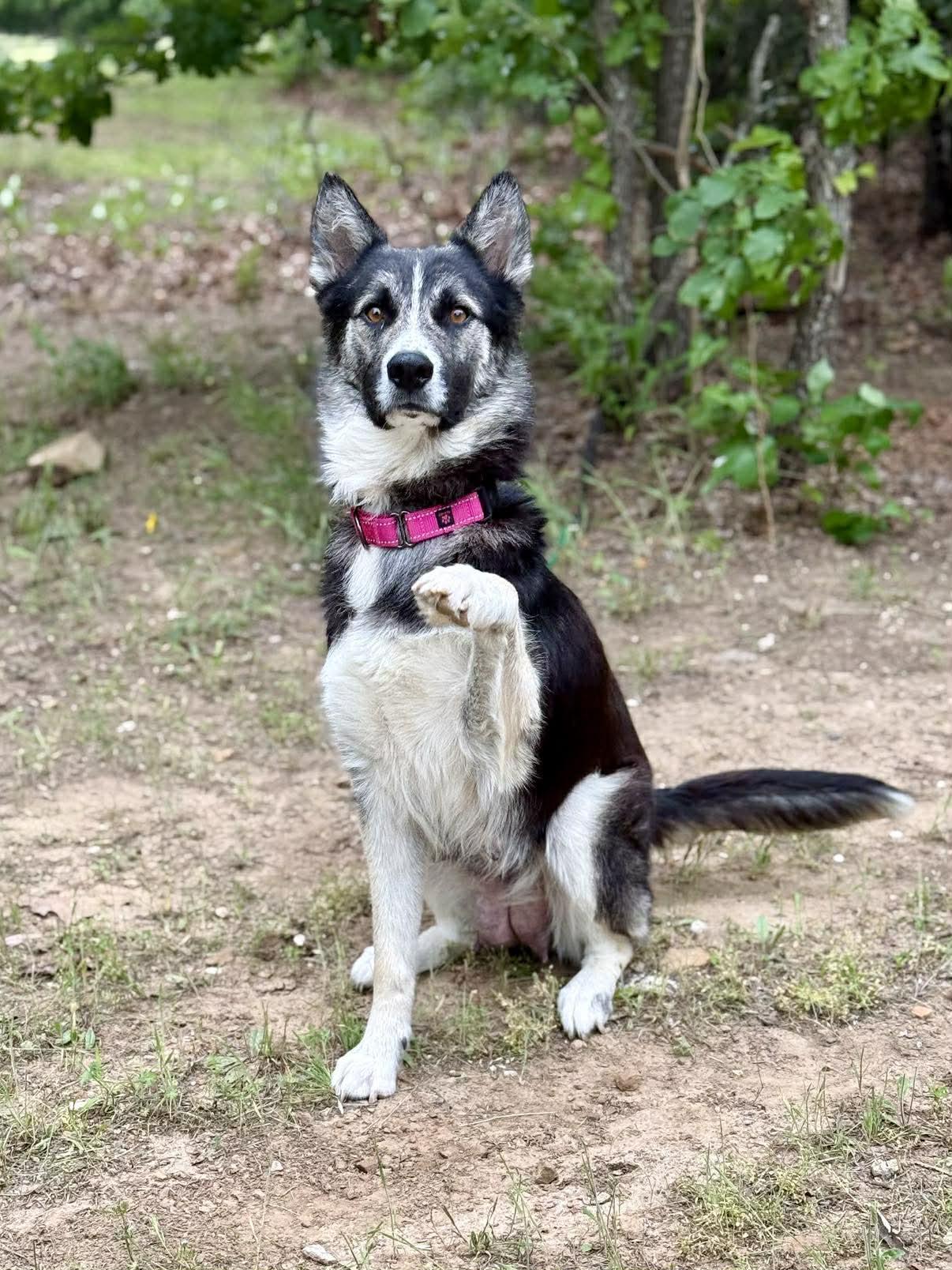 Crickette , a ADOPTABLE mixed breed in Kiowa, OK image 6/6