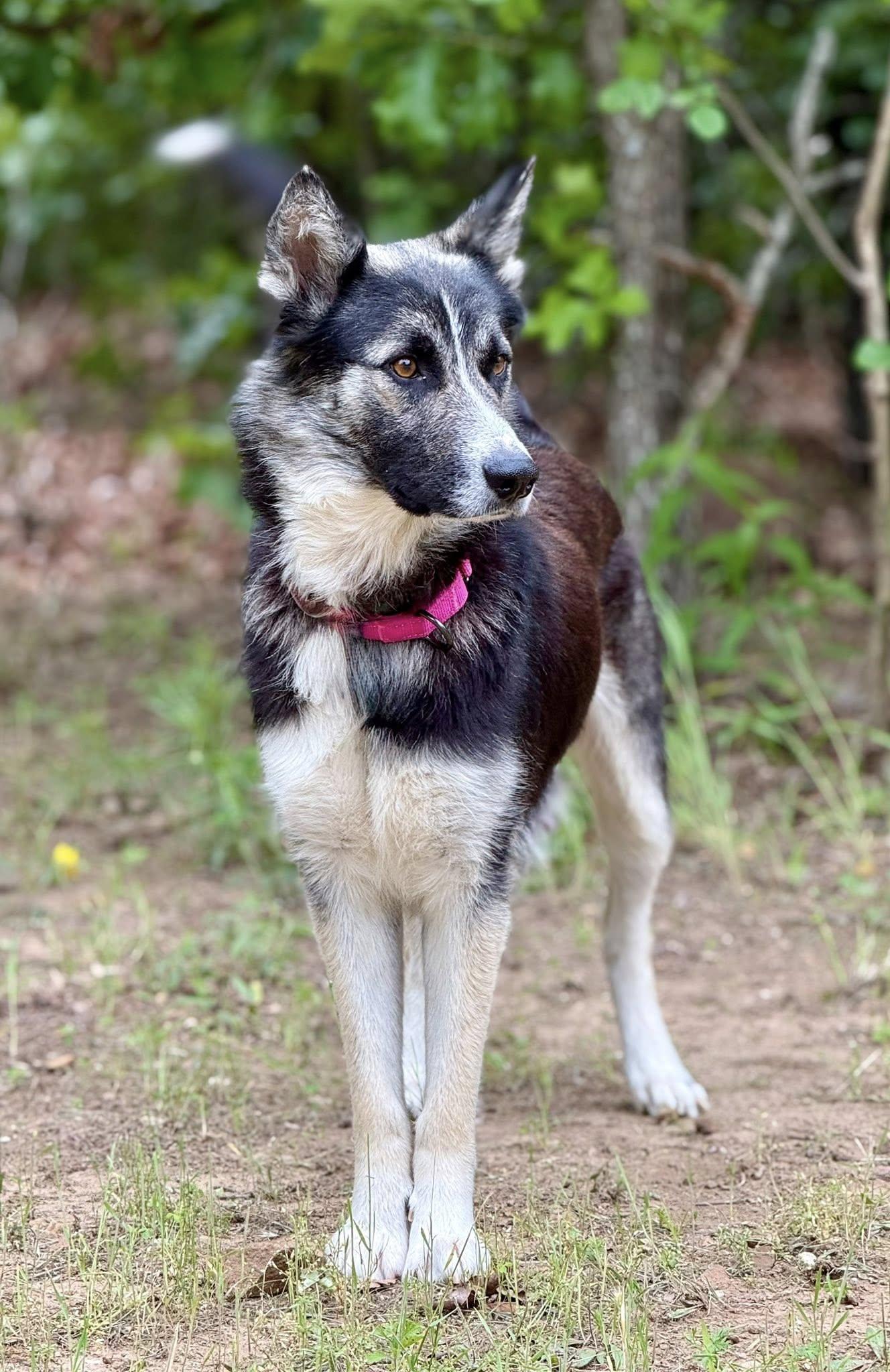 Crickette , a ADOPTABLE mixed breed in Kiowa, OK image 4/6