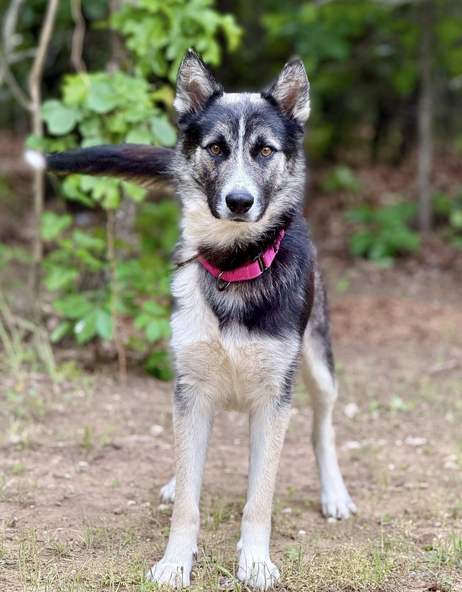 Crickette , a ADOPTABLE mixed breed in Kiowa, OK image 5/6