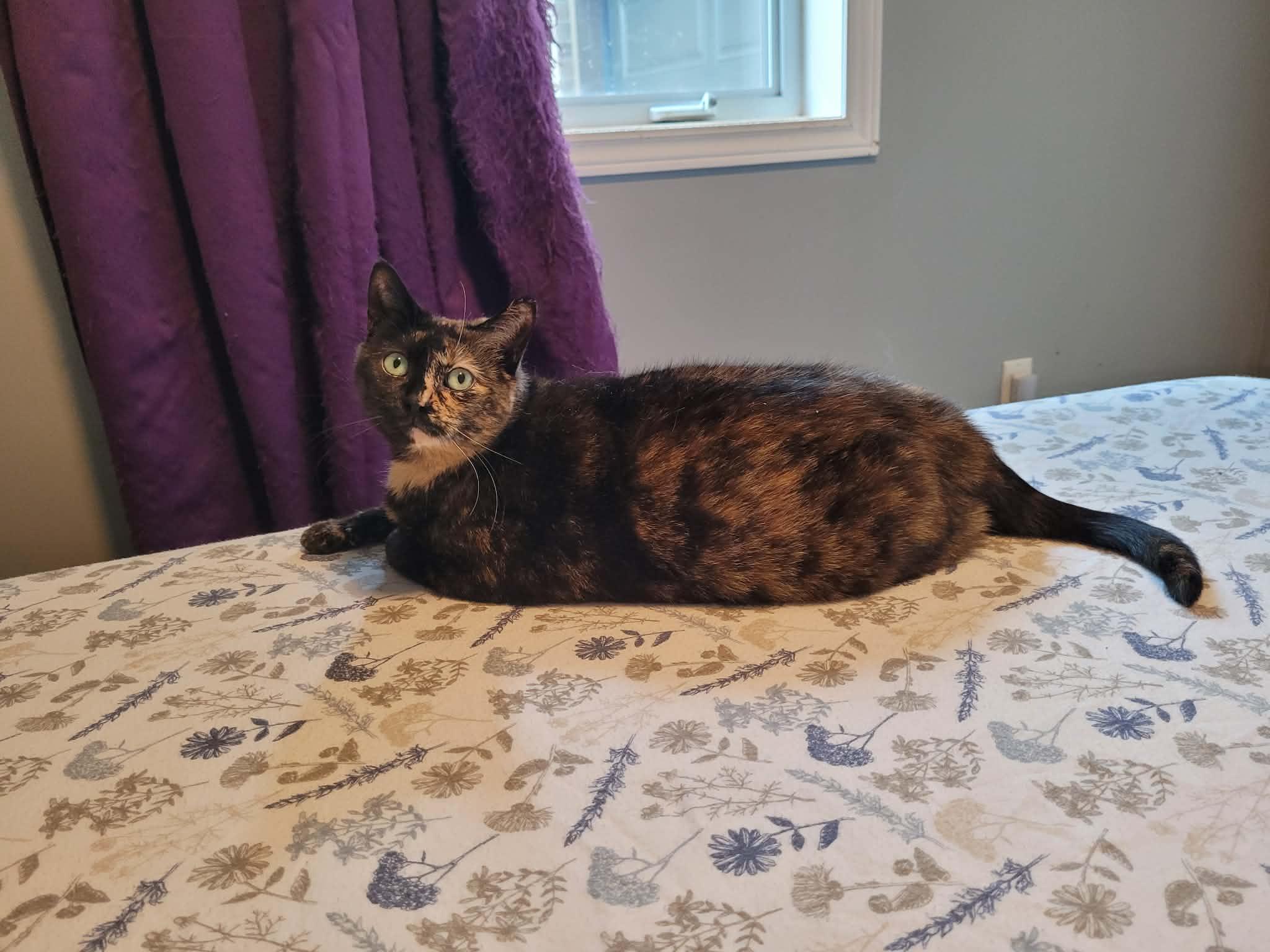 Enlarge DOLLY, a ADOPTABLE Domestic Short Hair in Shakespeare, ON image 4/4