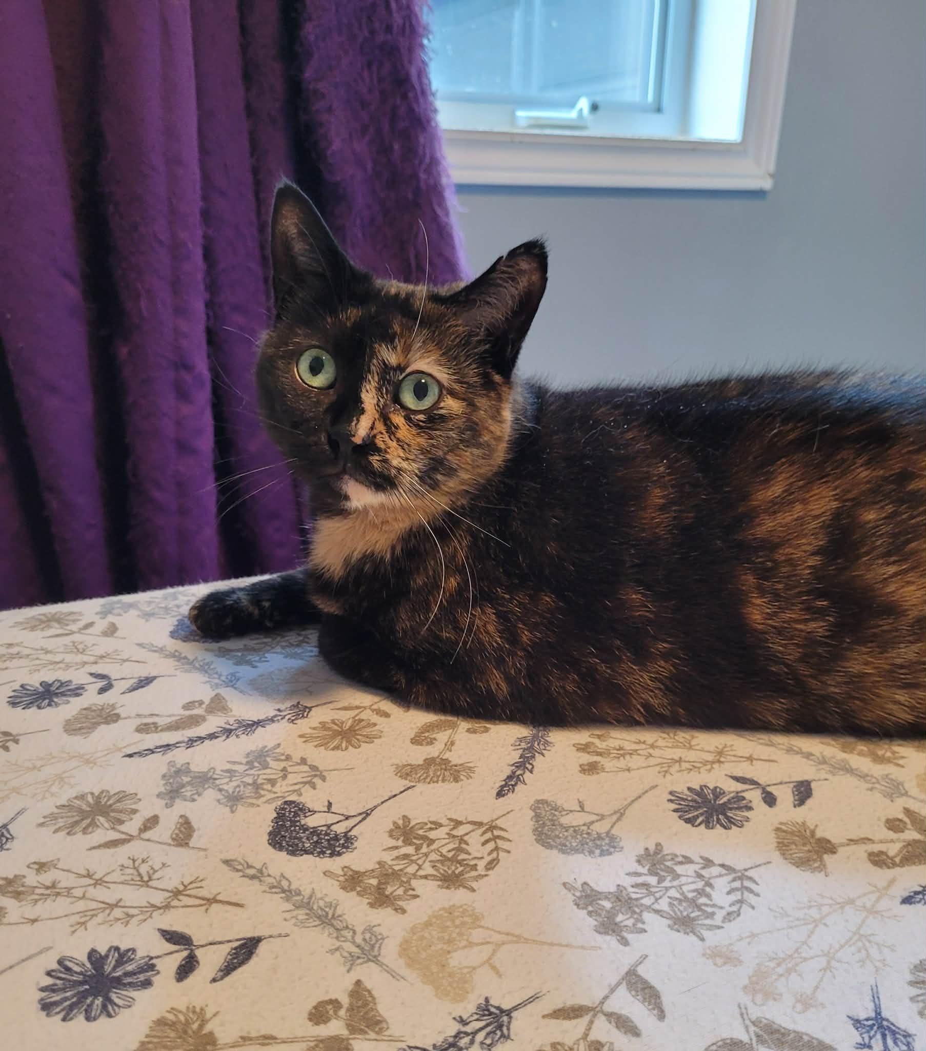 Enlarge DOLLY, a ADOPTABLE Domestic Short Hair in Shakespeare, ON image 2/4