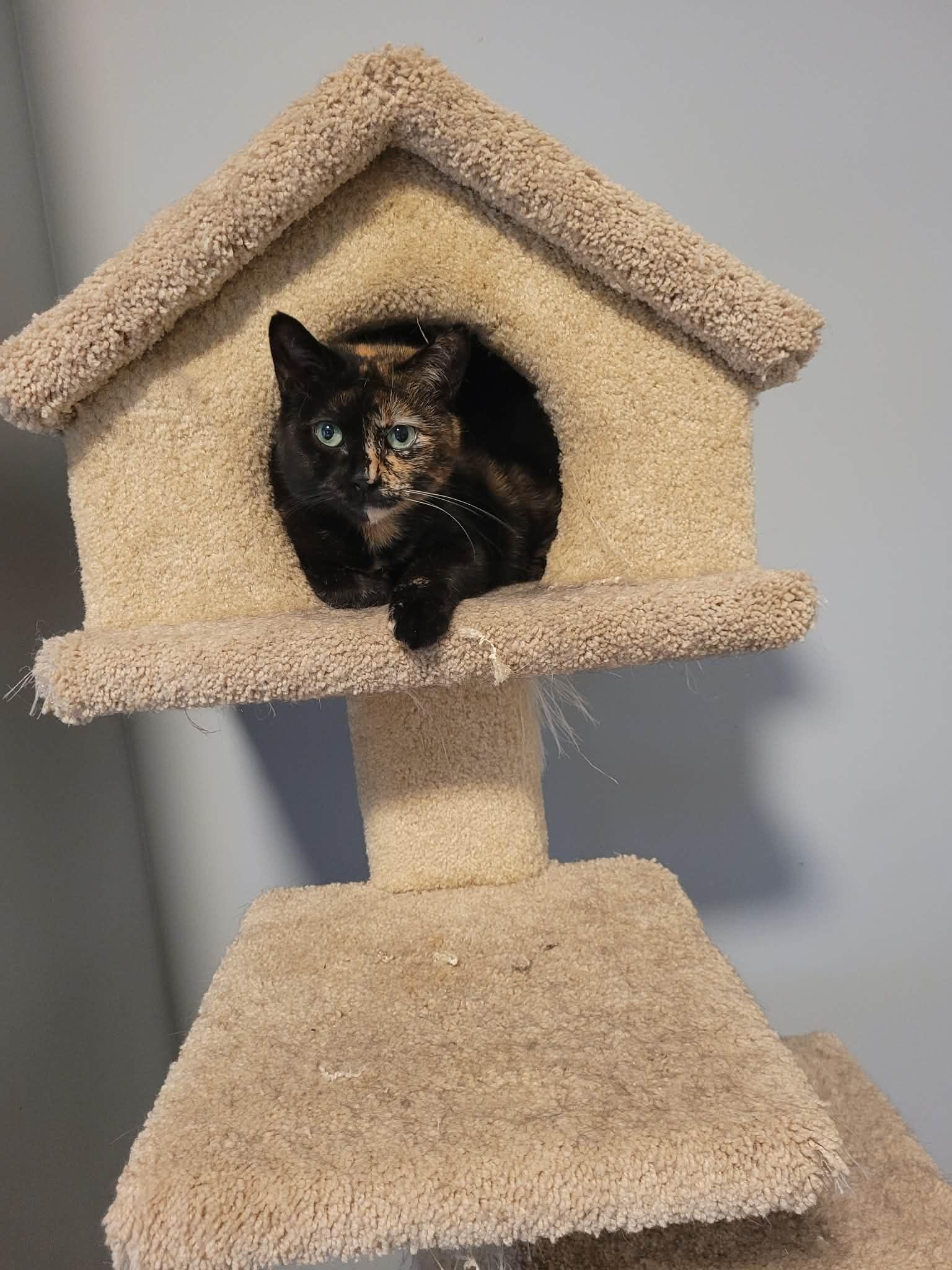DOLLY, ADOPTABLE, Young Female Domestic Short Hair.