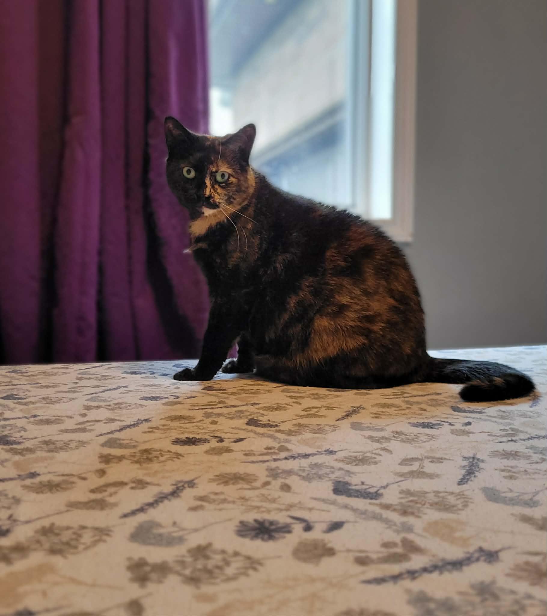 Enlarge DOLLY, a ADOPTABLE Domestic Short Hair in Shakespeare, ON image 3/4