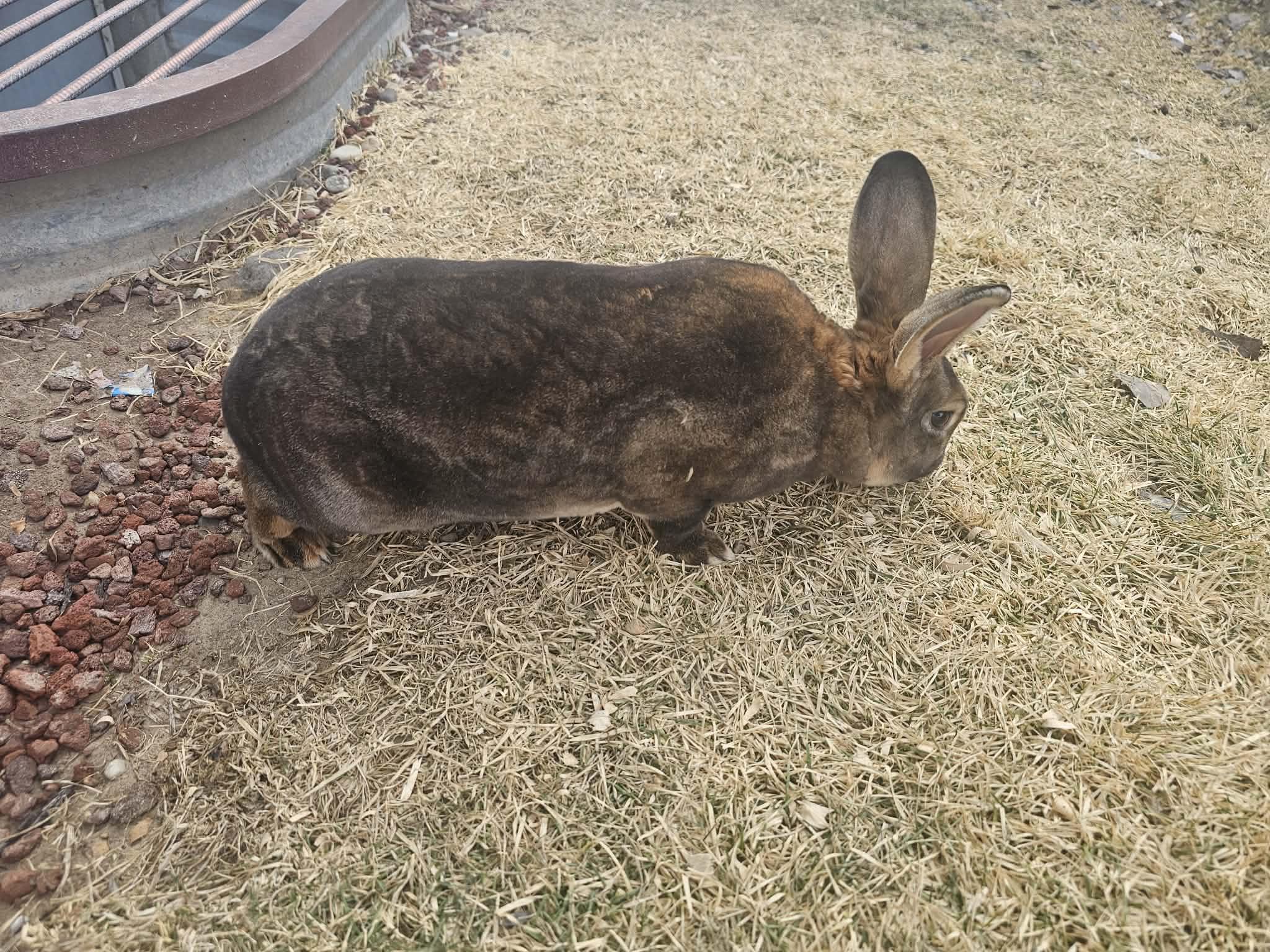 Mario, ADOPTABLE, Adult Male Rex.
