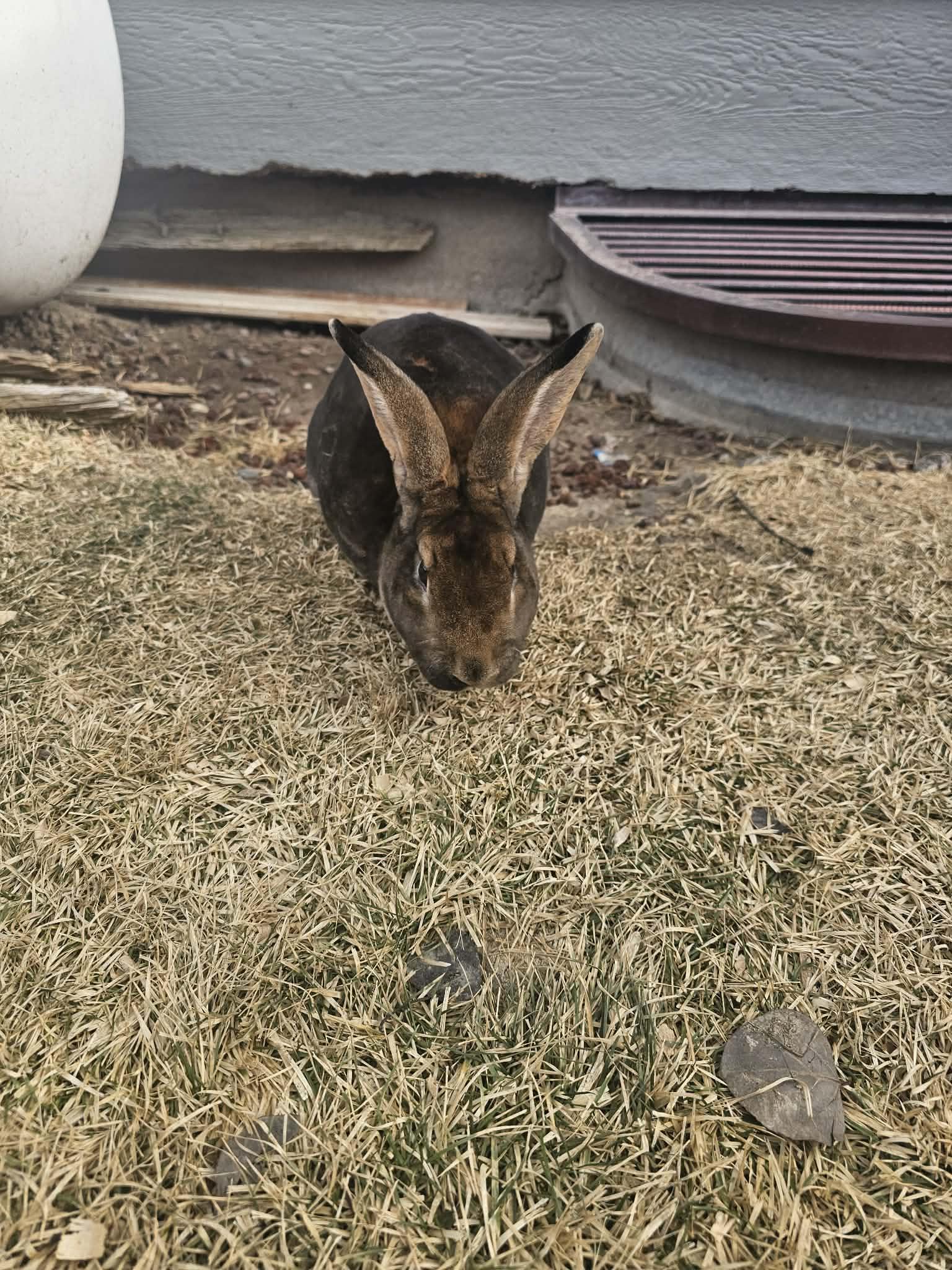 Enlarge Mario, a ADOPTABLE Rex in Idaho Falls, ID image 2/3