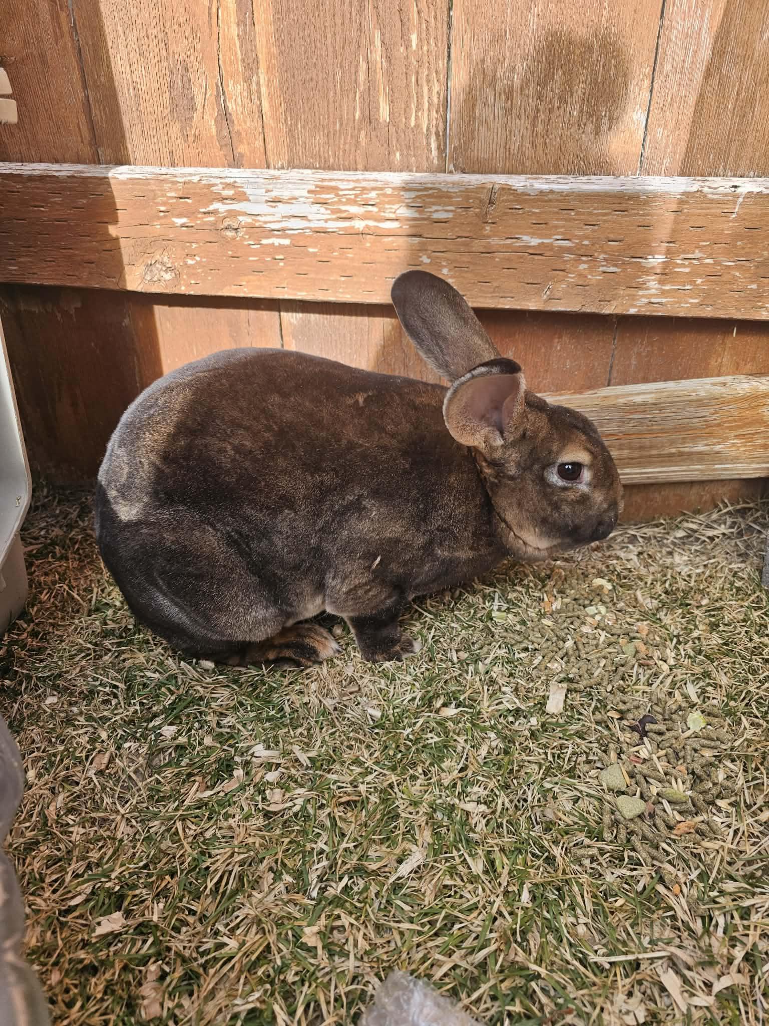 Enlarge Mario, a ADOPTABLE Rex in Idaho Falls, ID image 3/3